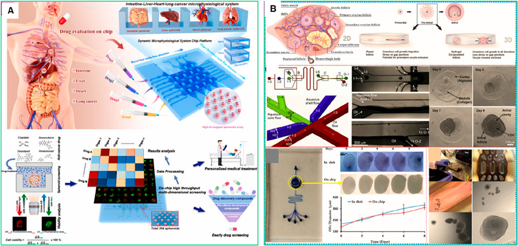 Panel A depicts a dynamic microphysiological system chip platform for drug evaluation, highlighting organs such as the intestine, liver, heart, and lung cancer spheres, alongside drug application processes and analysis. Panel B details 2D and 3D ovarian follicle development, showcasing microfluidic system flow diagrams, follicle growth stages, imaging comparisons in-dish and on-chip, and experimentation apparatus.