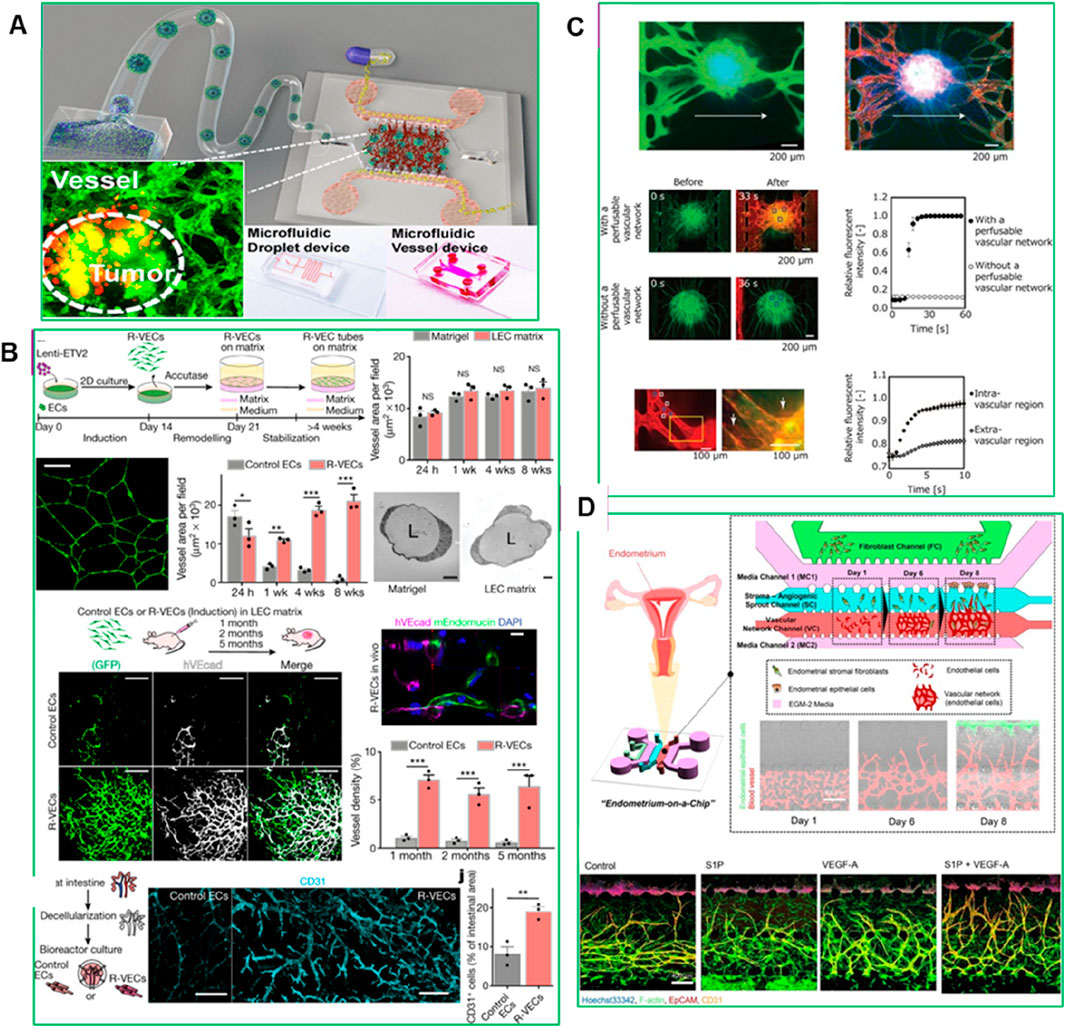 Scientific diagram showing various microfluidic devices and experiments related to vascular networks and tumor environments. Panel A illustrates the microfluidic droplet and vessel devices with a labeled focus on tumor and vessel interactions. Panel B displays experimental setups and results about endothelial cells, including graphs and fluorescence microscopy images comparing control and modified cells over time. Panel C presents images illustrating a vascular network's fluorescence before and after specific treatments, with associated graphs. Panel D outlines an