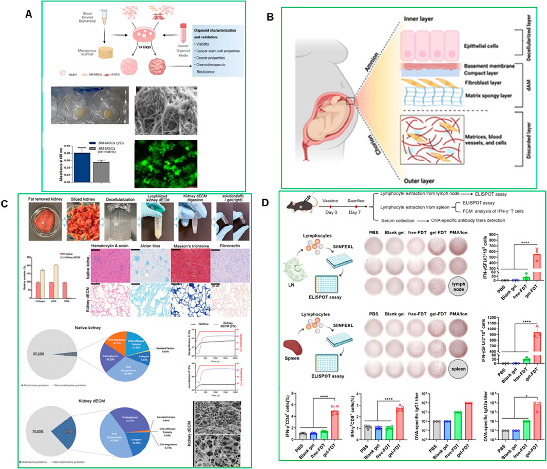 Panel A illustrates the formation and testing of cancer organoids using biomaterials and blood, with microscopy images and data charts. Panel B is a diagram of the amniotic membrane structure, showing inner and outer layers. Panel C details kidney decellularization and ECM analysis with photographs, stained tissue sections, and protein analysis charts. Panel D describes an immunological study involving mice, lymphocyte extraction, ELISPOT assays, and antibody detection, accompanied by visual results and bar graphs.