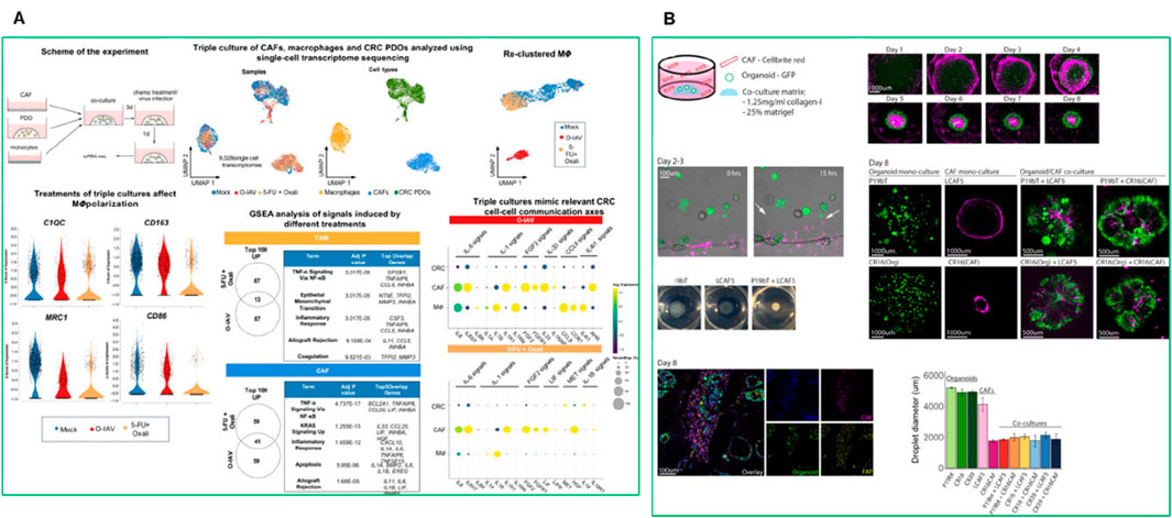 Panel A illustrates an experimental scheme involving the triple culture of cancer-associated fibroblasts (CAFs), macrophages, and colorectal cancer (CRC) patient-derived organoids (PDOs), with single-cell transcriptome sequencing analysis. The panel includes UMAP plots of cell types, graphs showing macrophage polarization treatments, GSEA analysis results, and a diagram of cell communication axes. Panel B presents co-culture setups with organoid and CAF growth conditions, shown in sequential fluorescence images over several days, and graphs indicating organoid and CAF growth metrics measured in droplet diameter.