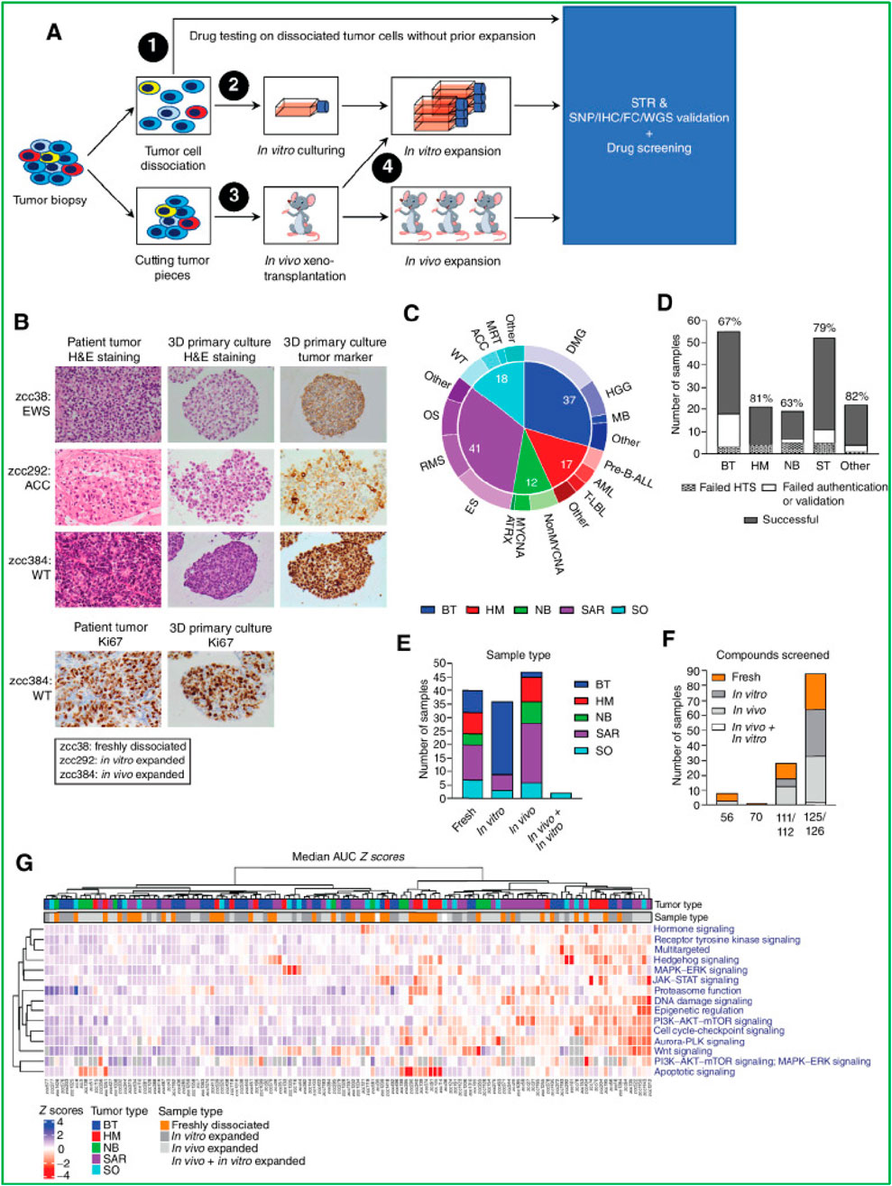 Flowchart and data visualizations illustrating a study on tumor cell expansion and drug testing. Panel A shows the process: tumor biopsy, cell dissociation, in vitro culturing, and in vivo transplantation. Panel B provides H&E and tumor marker staining images of patient tumors and 3D cultures. Panel C is a pie chart showing tumor types such as DMG, HGG, and others. Panel D shows a bar graph of sample validation success rates. Panel E is a bar chart comparing sample types used. Panel F shows the number of compounds screened. Panel G is a heatmap of Z scores by tumor type and sample type.