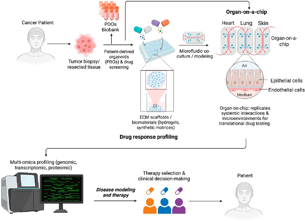 Flowchart illustrating the process of drug response profiling for cancer patients. It starts with a tumor biopsy, leading to patient-derived organoids (PDOs) and drug screening. PDOs are stored in a biobank. These are used in microfluidic co-culture modeling with ECM scaffolds. An organ-on-a-chip simulates organs like heart, lung, and skin, replicating systemic interactions. Multi-omics profiling aids in disease modeling and therapy selection. The findings support therapy decisions and patient treatment planning.
