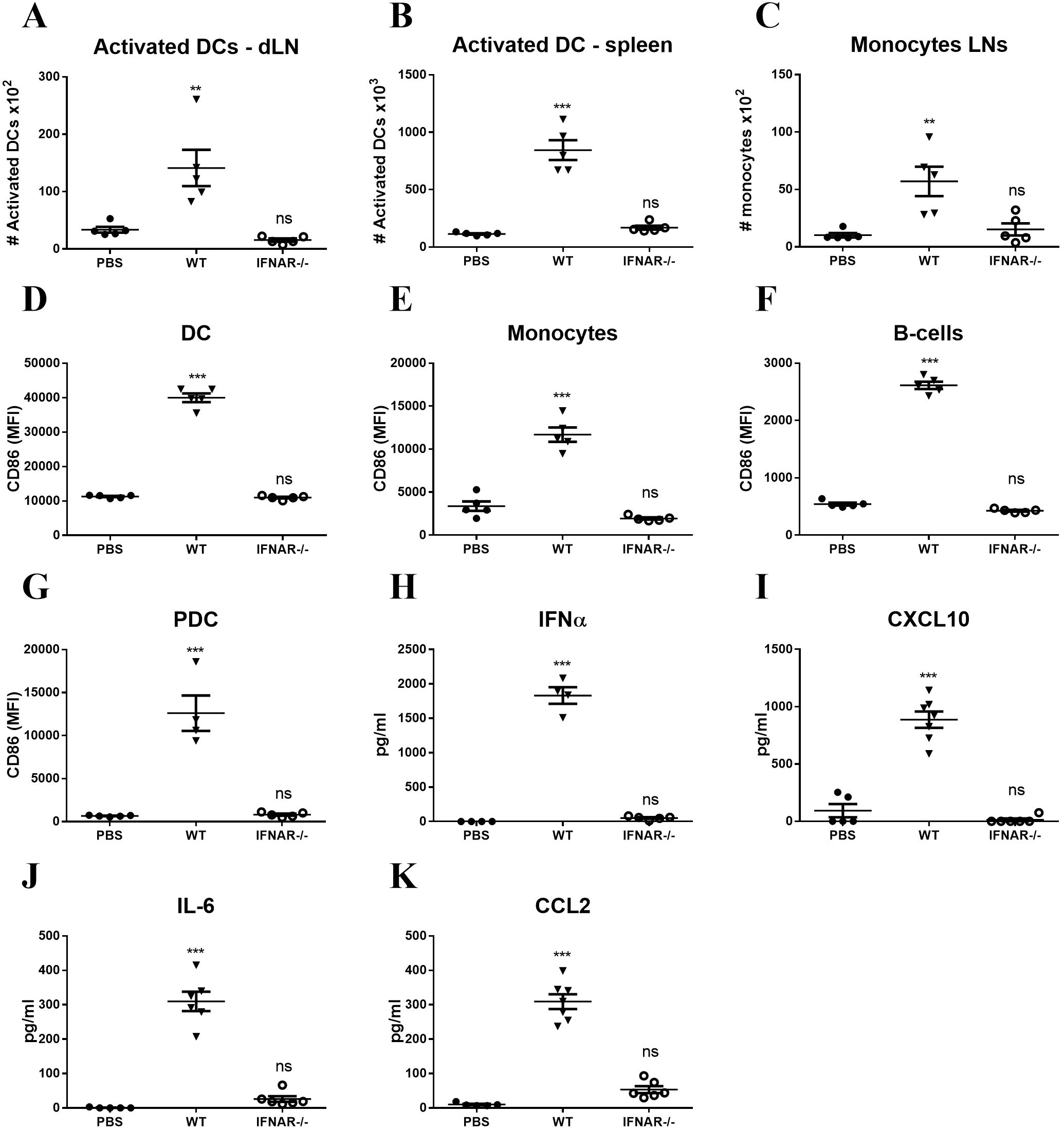 Graphs A to K show various immune cell and cytokine levels in different treatments: PBS, WT, and IFNAR-/-. Panels A, B, and C display activated dendritic cells and monocytes in lymph nodes and spleen. Panels D to G show CD86 median fluorescence intensity for DCs, monocytes, B-cells, and plasmacytoid dendritic cells. Panels H to K present levels of IFNα, CXCL10, IL-6, and CCL2 cytokines in picograms per milliliter. Significant differences are indicated by asterisks where *** p<0.001, ** p<0.01, and ns indicates not significant. Error bars represent standard error of the mean.
