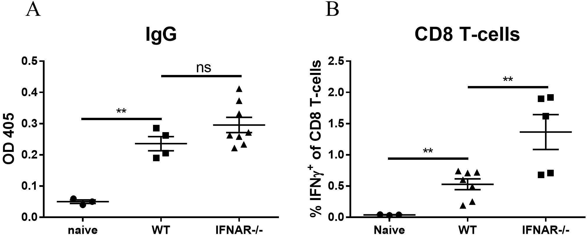 Two graphs compare IgG levels and CD8 T-cell responses across three groups: naive, WT, and IFNAR-/-. Graph A shows optical density at 405 nm for IgG, with naive having significantly lower levels than WT and IFNAR-/-, indicated by two asterisks. Graph B displays the percentage of IFN-gamma positive CD8 T-cells, with naive significantly lower than WT and IFNAR-/-, again marked with two asterisks. No significant difference is noted between WT and IFNAR-/- in Graph A. Error bars indicate variability within groups.