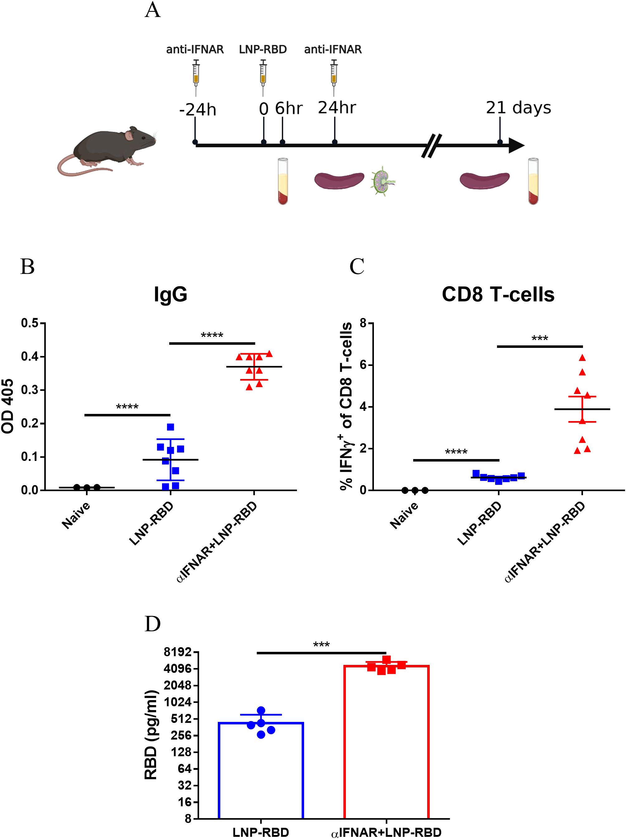 Diagram illustrating a study on mice involving injections of anti-IFNAR and LNP-RBD over 24 hours, with outcomes measured at 21 days. Graphs B to D show increases in IgG levels, CD8 T-cell percentages, and RBD levels in treated groups compared to naïve mice, with statistical significance indicated by asterisks.