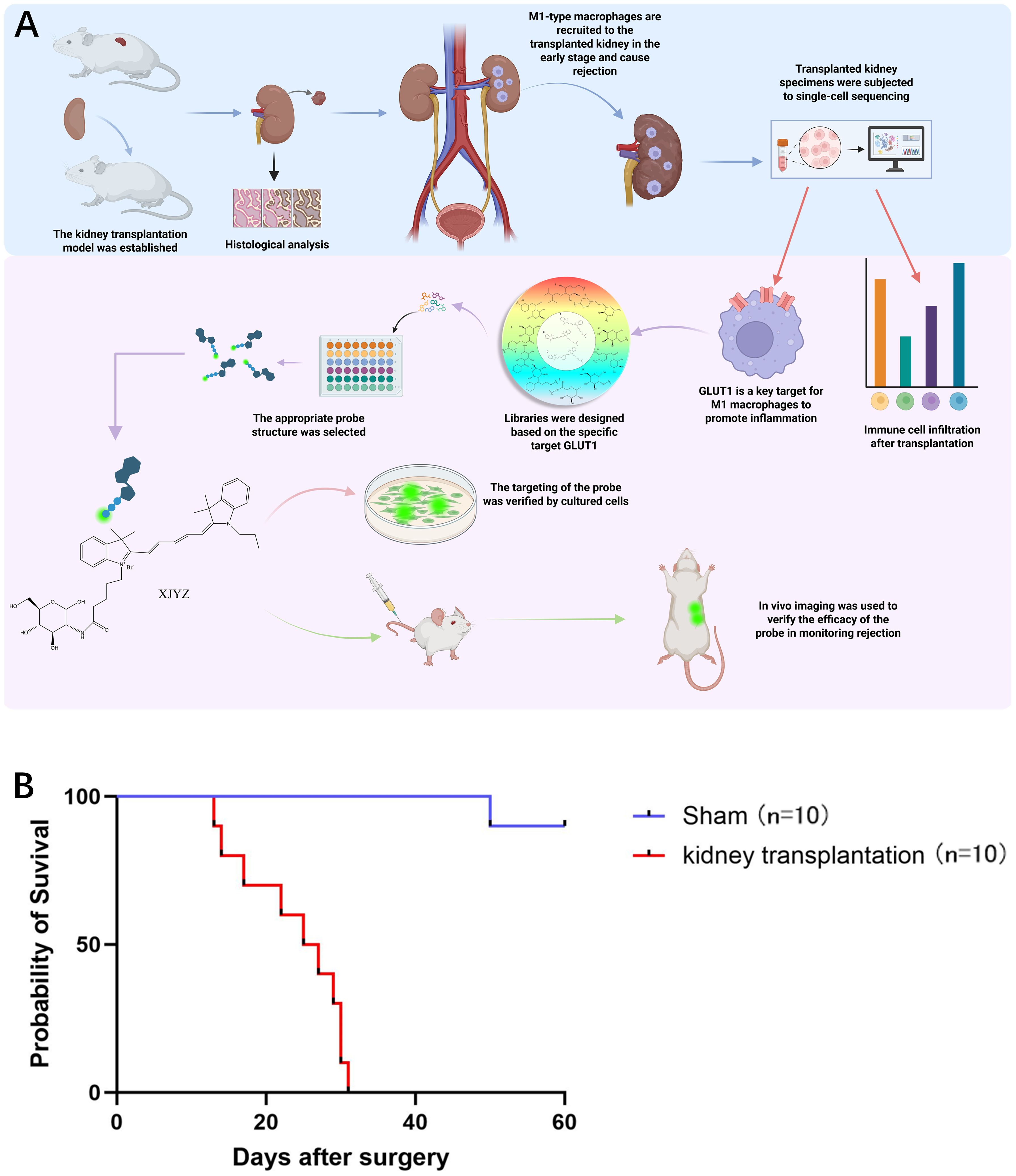 Diagrams and a graph illustrating kidney transplantation in mice. Diagram A shows the process of kidney transplantation, macrophage recruitment, probe design, and verification in monitoring rejection. Diagram B is a survival graph comparing sham and transplant groups over 60 days.