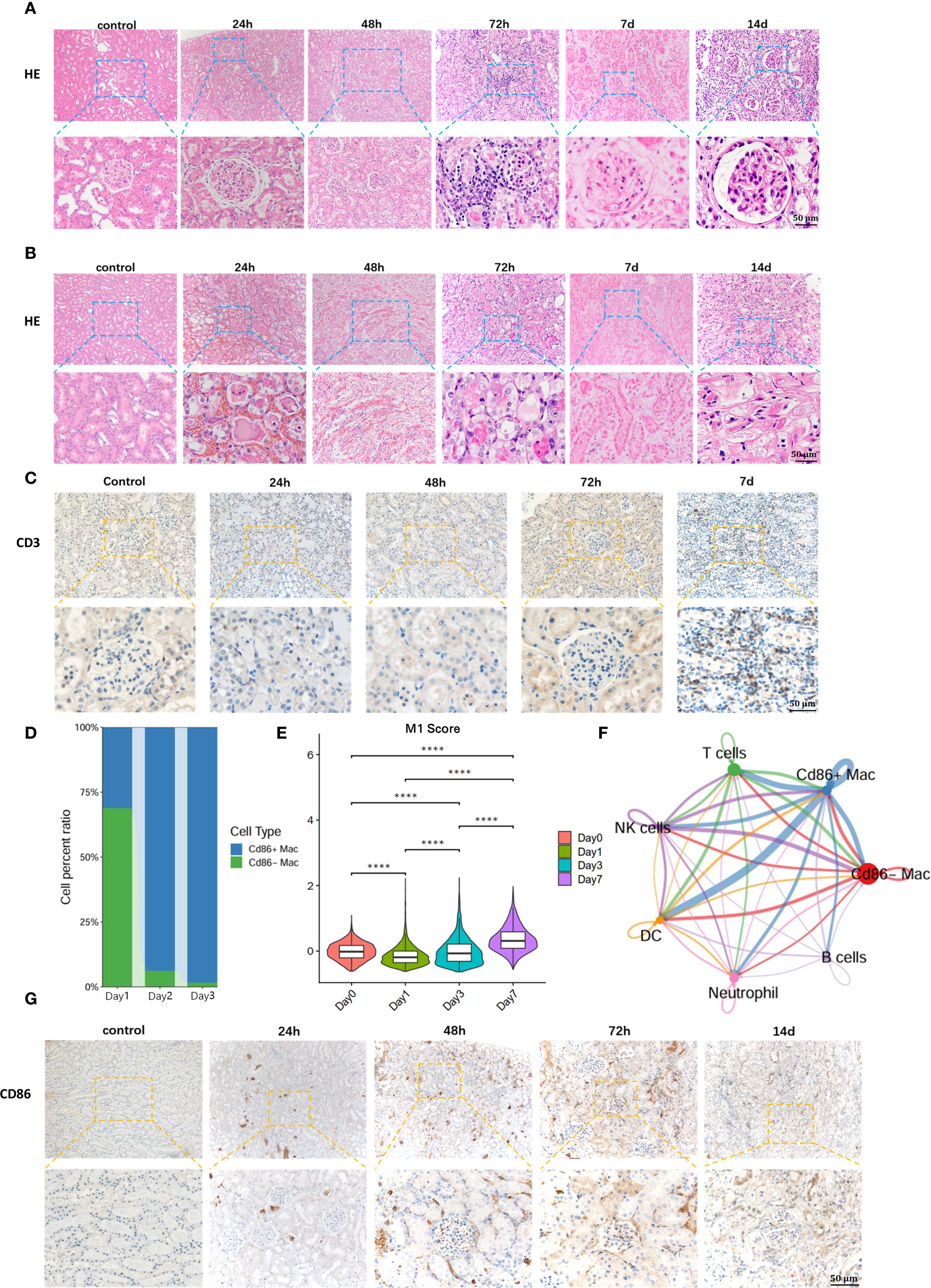 Panel A shows HE-stained tissue sections over different time points with close-up views. Panel B depicts another set with similar arrangements. Panel C displays CD3-stained tissues across time intervals, with focused views. Panel D is a stacked bar chart showing cell type percent ratios over three days. Panel E features violin plots of the M1 score across days, indicating significant differences. Panel F is a network diagram illustrating cell type interactions with labeled nodes. Panel G presents CD86-stained tissues at various times, also with zoomed-in sections. Scale bars indicate 50 micrometers.