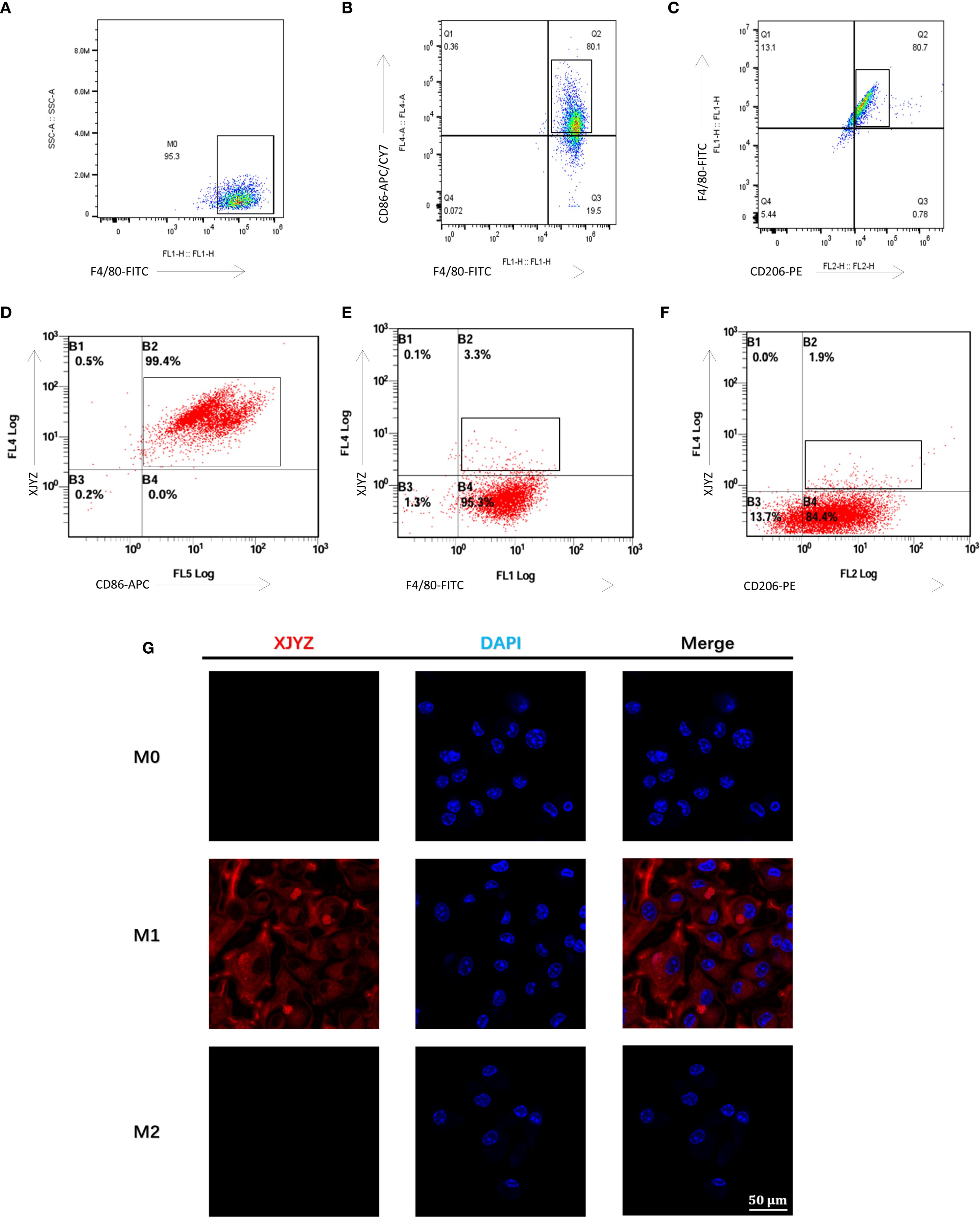 Six scatter plots (A-F) and three panels of cell images (G) show data from a flow cytometry analysis and fluorescent microscopy study. Panels A-C depict scatter plots of cellular markers F4/80, CD86, and CD206 with different quadrants representing percentage cell populations. Panels D-F show scatter plots with marker associations. Panel G consists of three sets of cell images (M0, M1, M2) stained with XJYZ in red, DAPI in blue, and a merged view. Scale bar indicates 50 microns.