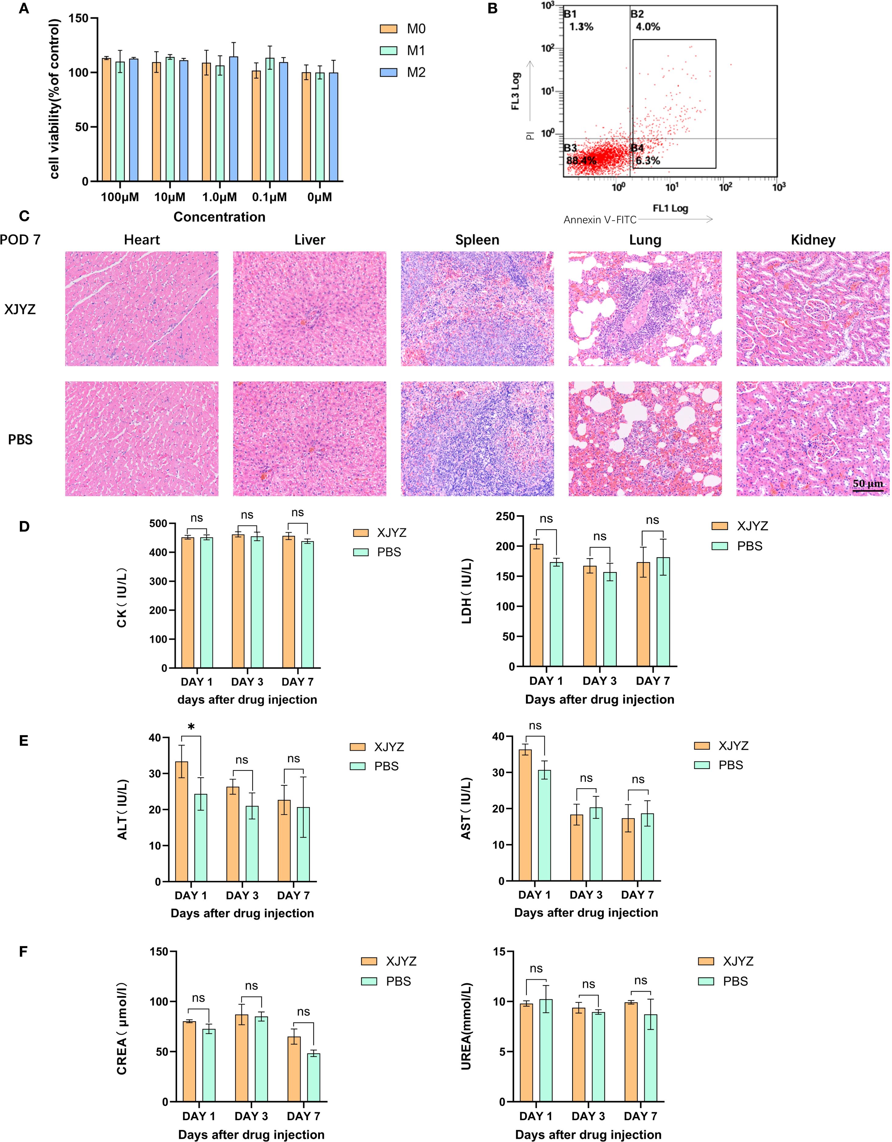 Bar graphs and a scatter plot with histological images analyze drug effects. Panel A shows cell viability across concentrations for M0, M1, and M2. Panel B displays a flow cytometry plot with apoptosis data. Panel C includes histological images of heart, liver, spleen, lung, and kidney tissues from XJYZ and PBS treatments. Panels D to F present bar graphs for biochemical markers (CK, LDH, ALT, AST, CREA, UREA) over different days after drug injection, comparing XJYZ and PBS treatments. Some markers indicate significance, marked with an asterisk.