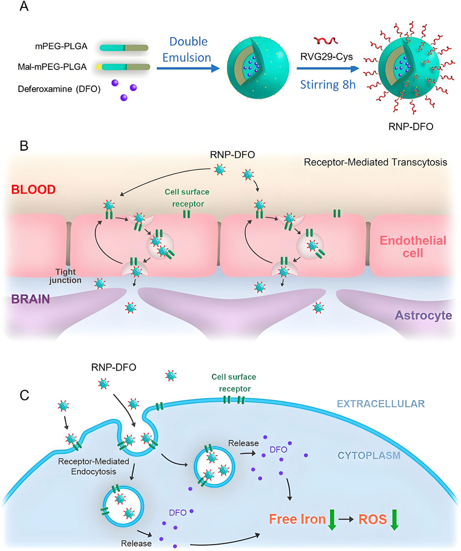 Diagram illustrating a three-part process for delivering deferoxamine (DFO) using nanoparticles. Part A shows the creation of RNP-DFO using double emulsion and stirring with RVG29-Cys. Part B depicts receptor-mediated transcytosis across the blood-brain barrier, with RNP-DFO interacting with cell surface receptors on endothelial cells. Part C details receptor-mediated endocytosis in cells, with DFO being released to reduce free iron and reactive oxygen species (ROS) in the cytoplasm.