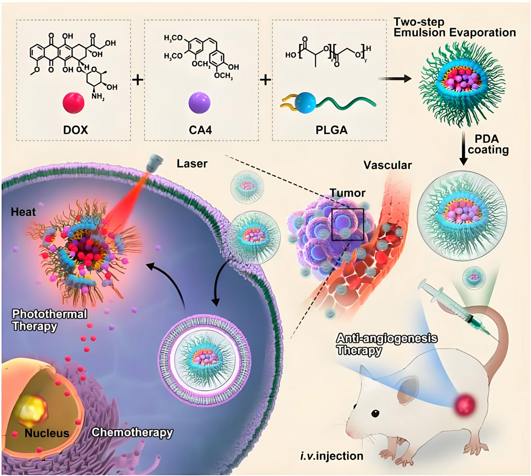 Illustration depicting a cancer treatment process. Compounds DOX, CA4, and PLGA undergo two-step emulsion evaporation, forming a nanoparticle with PDA coating. The nanoparticle is injected intravenously into a mouse, targeting a tumor via vascular delivery. A laser induces photothermal therapy, releasing heat and DOX for chemotherapy. The process highlights anti-angiogenesis therapy.