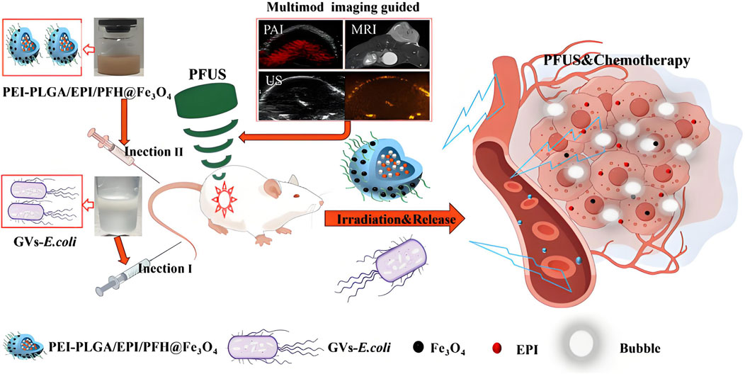Diagram showing a multimodal imaging guided drug delivery system involving PEI-PLGA/EPI/PFH@Fe3O4 and GVs-E.coli. The process includes two injections into a mouse, followed by pulsed focused ultrasound (PFUS) to release chemotherapy drugs targeting tumors. The illustration details the interaction with cells and highlights components like bubbles, Fe3O4, EPI, and the roles of photoacoustic imaging (PAI), magnetic resonance imaging (MRI), and ultrasound (US).