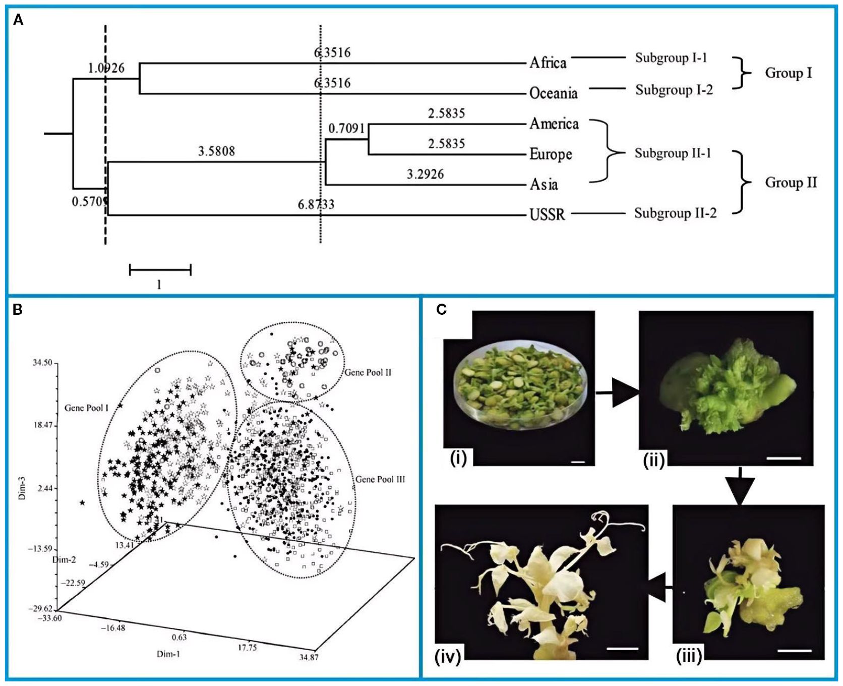 Diagram with three sections labeled A, B, and C. Section A shows a phylogenetic tree dividing regions into groups and subgroups. Section B displays a 3D scatter plot of genetic data with three gene pools. Section C contains four images of plant growth stages, labeled (i) through (iv), showing development from initial growth to mature plant structures.