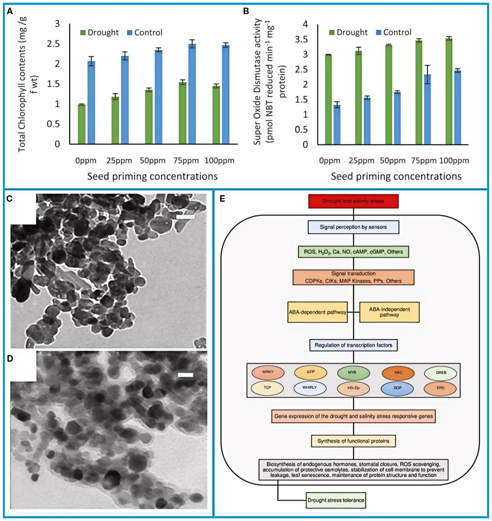 Panel A shows a bar chart comparing total chlorophyll contents in drought and control conditions across different seed priming concentrations. Panel B displays a bar chart of superoxide dismutase activity under the same conditions. Panel C and D are electron microscope images of nanoparticles. Panel E is a flowchart depicting pathways of drought and salinity stress responses, including signal perception, transduction pathways, transcription factor regulation, and stress tolerance mechanisms.