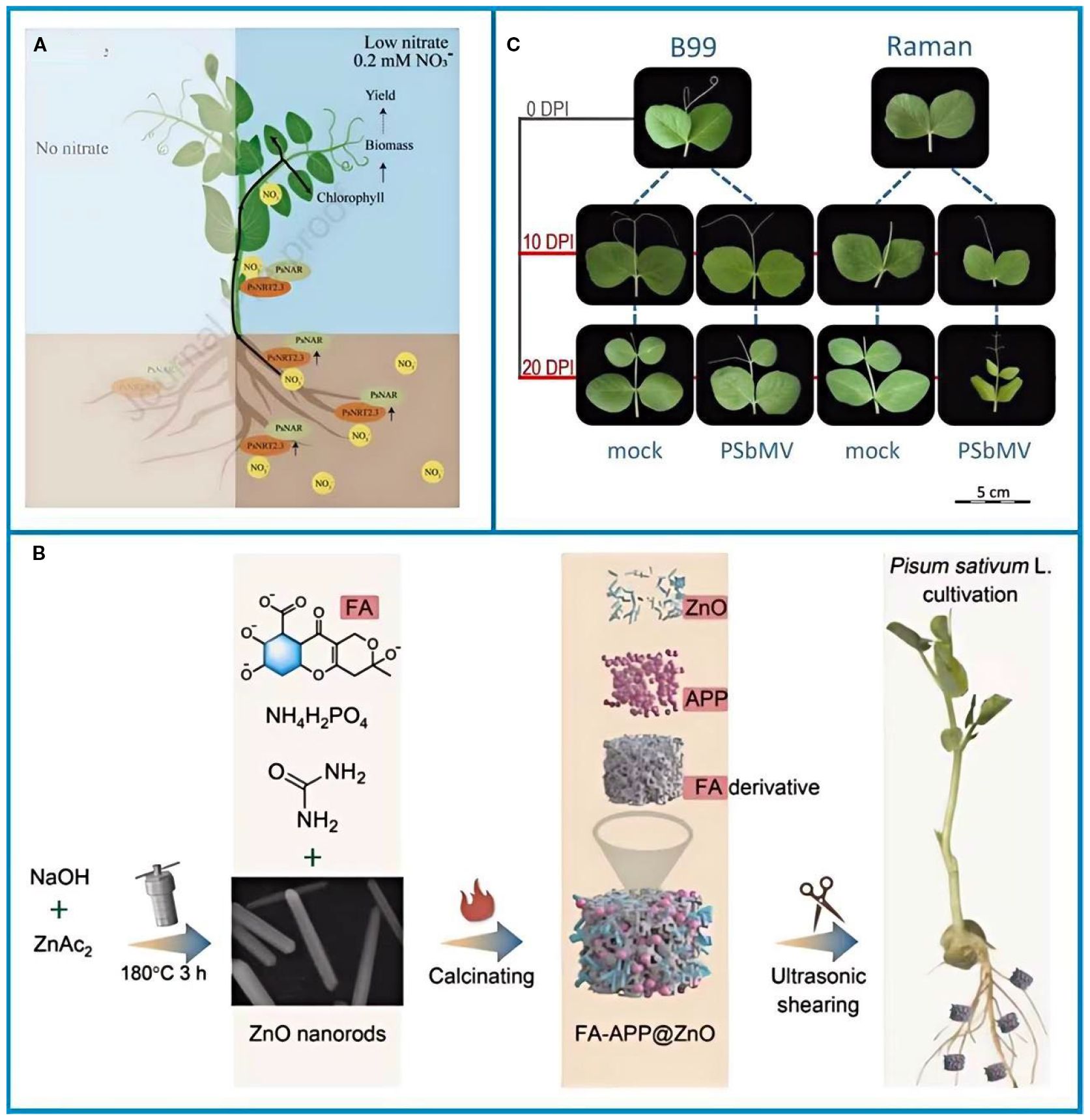 Panel A illustrates a plant's response to differing nitrate levels, highlighting increased yield, biomass, and chlorophyll under low nitrate conditions. Panel B depicts the synthesis of zinc oxide nanorods and their application in Pisum sativum L. cultivation. Chemical formulas and processes like calcination and ultrasonic shearing are shown. Panel C compares growth stages of leaves at 0, 10, and 20 days post-inoculation with mock and PSbMV treatments in B99 and Raman plant varieties, with a scale for measurement.