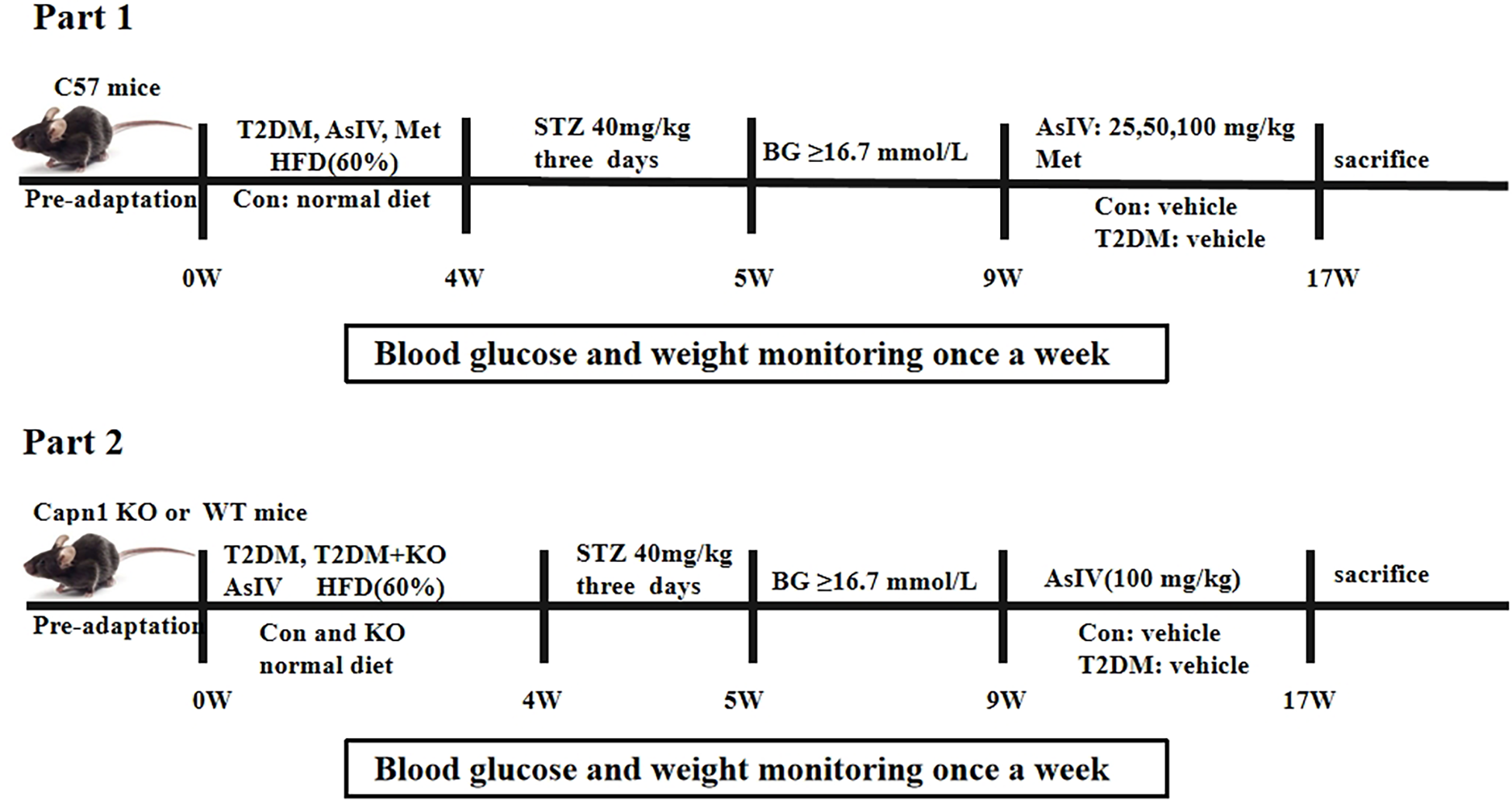 Timeline illustrating two study parts involving mice. Part 1: C57 mice, pre-adaptation starts at week 0, followed by T2DM, AsIV, Met, and HFD at 60%. STZ 40 mg/kg for three days at week 4, BG ≥16.7 mmol/L at week 5, AsIV at varying doses at week 9, and sacrifice at week 17. Blood glucose and weight monitored weekly. Part 2: Capn1 KO or WT mice with similar protocol, T2DM+KO included, AsIV 100 mg/kg at week 9. Monitoring continues until sacrifice at week 17.