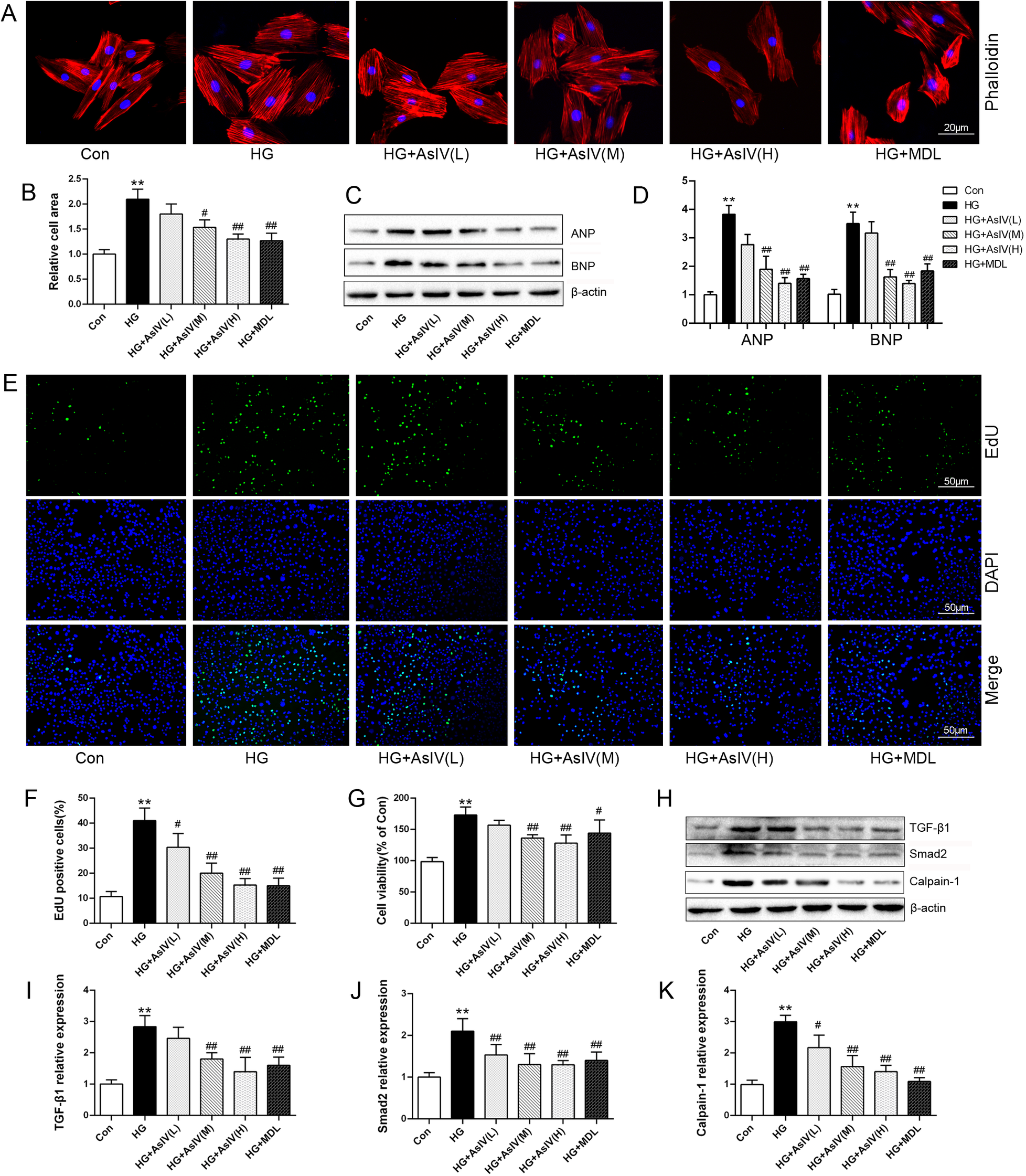 Fluorescent microscopy and bar graphs from an experiment. Panel A shows stained cells in five conditions with labels: Con, HG, HG+AsIV(L), HG+AsIV(M), and HG+AsIV(H). Panels B, D, F, G, I, J, and K display bar graphs showing relative cell rate, ANP and BNP expression, EdU positive cells, cell viability, TGF-β1 expression, Smad2 expression, and Calpain-1 expression, respectively, under different conditions. Panel C shows Western blot results for ANP, BNP, and β-actin. Panel E shows microscopy images labeled EdU and DAPI, showing cell nuclei and positive staining. Panel H shows Western blots for TGF-β1, Smad2, Calpain-1, and β-actin.