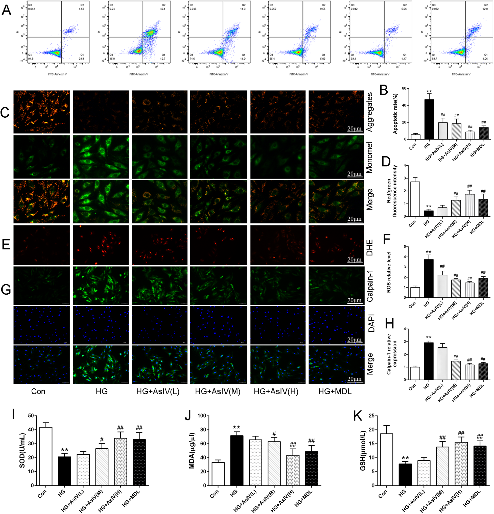 Grouped images and charts displaying experimental data related to cell analysis and oxidative stress.\n\nA: Flow cytometry plots showing cell populations using FITC-Annexin V.\n\nB: Bar chart of apoptotic effects across different treatments.\n\nC, E, G: Microscopy images showing cell aggregates and monomers stained for various markers.\n\nD, F, H: Bar charts displaying fluorescence intensity and ROS relative level.\n\nI-K: Bar charts indicating levels of SOD, MDA, and GSH in different conditions. \n\nCon, HG, HG+AsIV(L/M/H), and HG+MDL are treatment groups. Scale bars indicate 20 micrometers.
