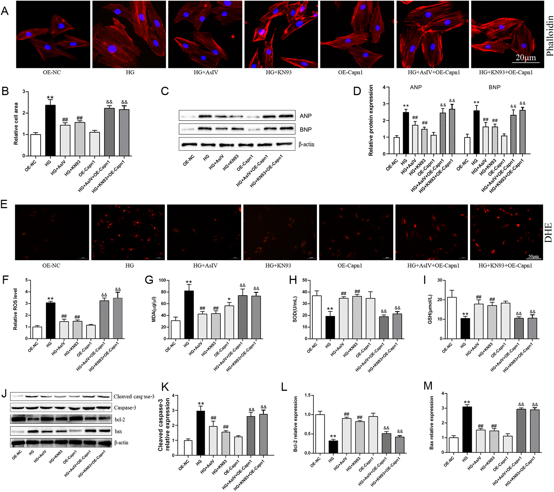 Fluorescence micrographs and graphs evaluating the effects of various treatments on cell morphology, protein expression, and oxidative stress markers. Panel A shows stained cells under different conditions with phalloidin highlighting actin filaments. Graphs B to M illustrate quantitative analyses of relative cell area, protein expression (ANP, BNP, caspase-3, bcl-2, bax), and oxidative stress indicators (ROS, MDA, SOD, GSH). Western blots in panels C and J show protein levels under various treatments. Panels E and F display DHE staining to assess oxidative stress, with bar graphs highlighting statistical significance across experiments.
