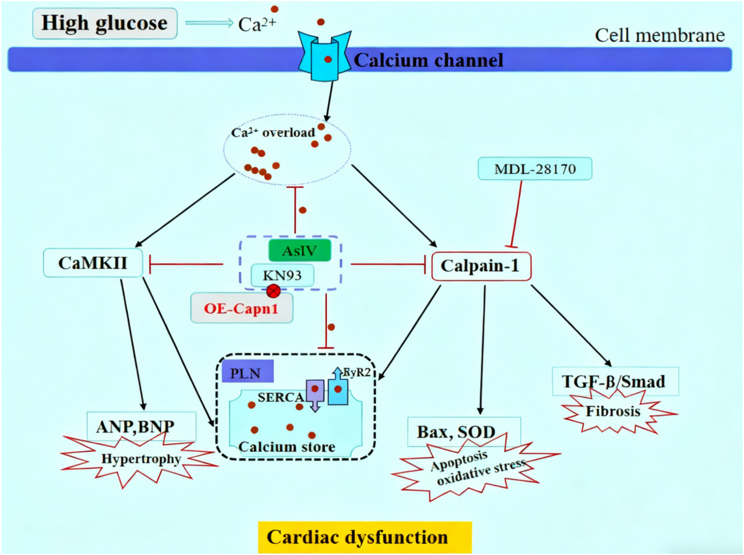 Diagram illustrating the cellular pathway of calcium overload due to high glucose levels, leading to cardiac dysfunction. Includes interactions between calcium channels, CaMKII, calpain-1, and various modulators like KN93, AsIV, and OE-Capn1. Shows effects such as hypertrophy, apoptosis, oxidative stress, and fibrosis.