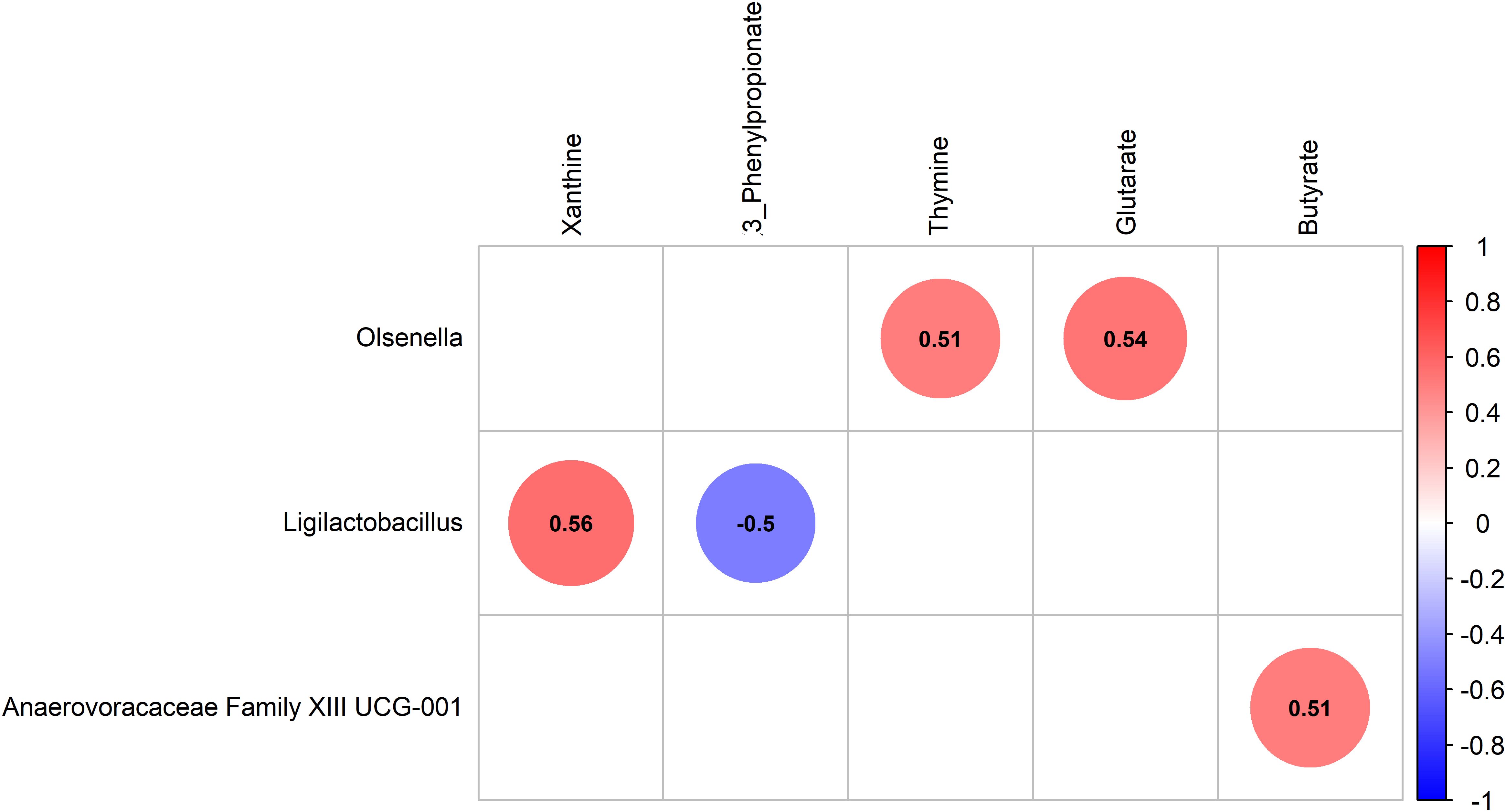 Correlation heatmap showing the relationships between different bacteria and metabolites. Circles represent correlation values, with red indicating positive and blue indicating negative correlations. Ligilactobacillus shows a strong positive correlation with Xanthine (0.56) and a moderate negative correlation with 3_Phenylpropionate (-0.5). Olsenella has a moderate positive correlation with Thymine (0.51) and Glutarate (0.54). Anaerovoracaceae Family XIII UCG-001 shows a moderate positive correlation with Butyrate (0.51). Color scale ranges from negative one (dark blue) to positive one (dark red).