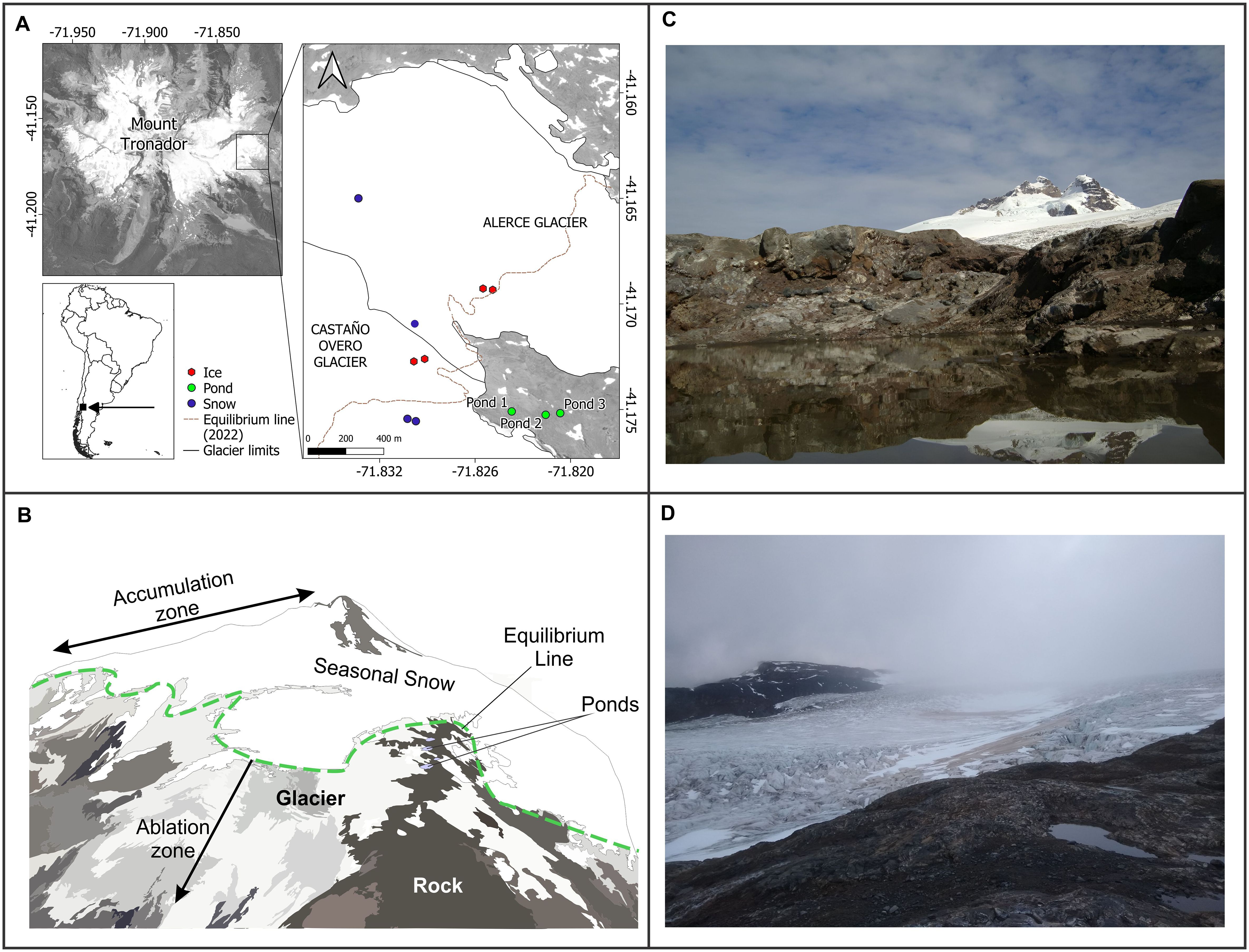 Panel A: A map of Mount Tronador showing ice, ponds, snow, the equilibrium line, and glacier limits. Panels B: Diagram illustrating accumulation and ablation zones, seasonal snow, equilibrium line, and glacier. Panel C: Photograph of a snowy peak with a clear sky, reflecting in a pond. Panel D: A glacier with cloudy skies and rocky terrain.