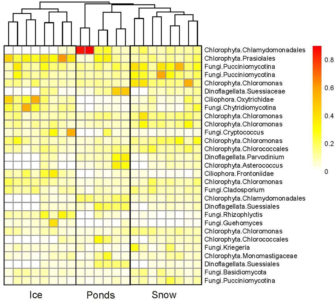 Heatmap showing the relative abundance of different microbial taxa across three environments: Ice, Ponds, and Snow. Color intensity ranges from red (0.8) to white (0), indicating decreasing abundance. Rows list specific taxa, while columns represent sampling categories. A dendrogram at the top clusters similar abundance profiles.