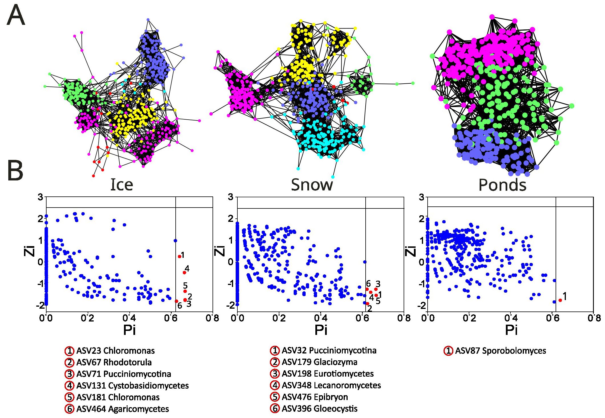 Panel A shows three network diagrams labeled Ice, Snow, and Ponds, each with nodes in various colors connected by lines, representing microbial communities. Panel B contains three scatter plots labeled Ice, Snow, and Ponds, with Z-score (Zi) on the vertical axis and partitioning index (Pi) on the horizontal. Red dots indicate significant ASVs: ASV23, ASV67, ASV71, ASV131, ASV181, ASV464 in Ice; ASV32, ASV179, ASV198, ASV348, ASV476, ASV396 in Snow; ASV87 in Ponds.