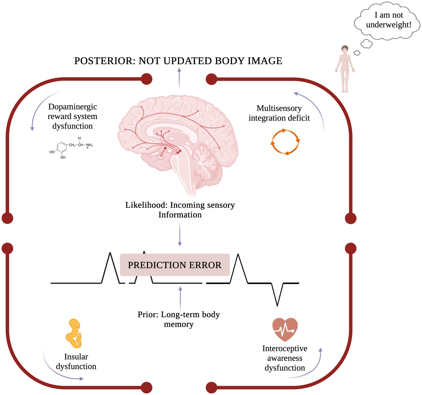 Diagram illustrating a brain with labels indicating various neurocognitive dysfunctions. Arrows highlight these dysfunctional processes and mechanisms, such as the dopaminergic reward system, multisensory integration, insula functioning, and interoceptive awareness. A caption reads, “I am not underweight!”, suggesting a distorted perception of body image resulting from inaccurate prediction error update.