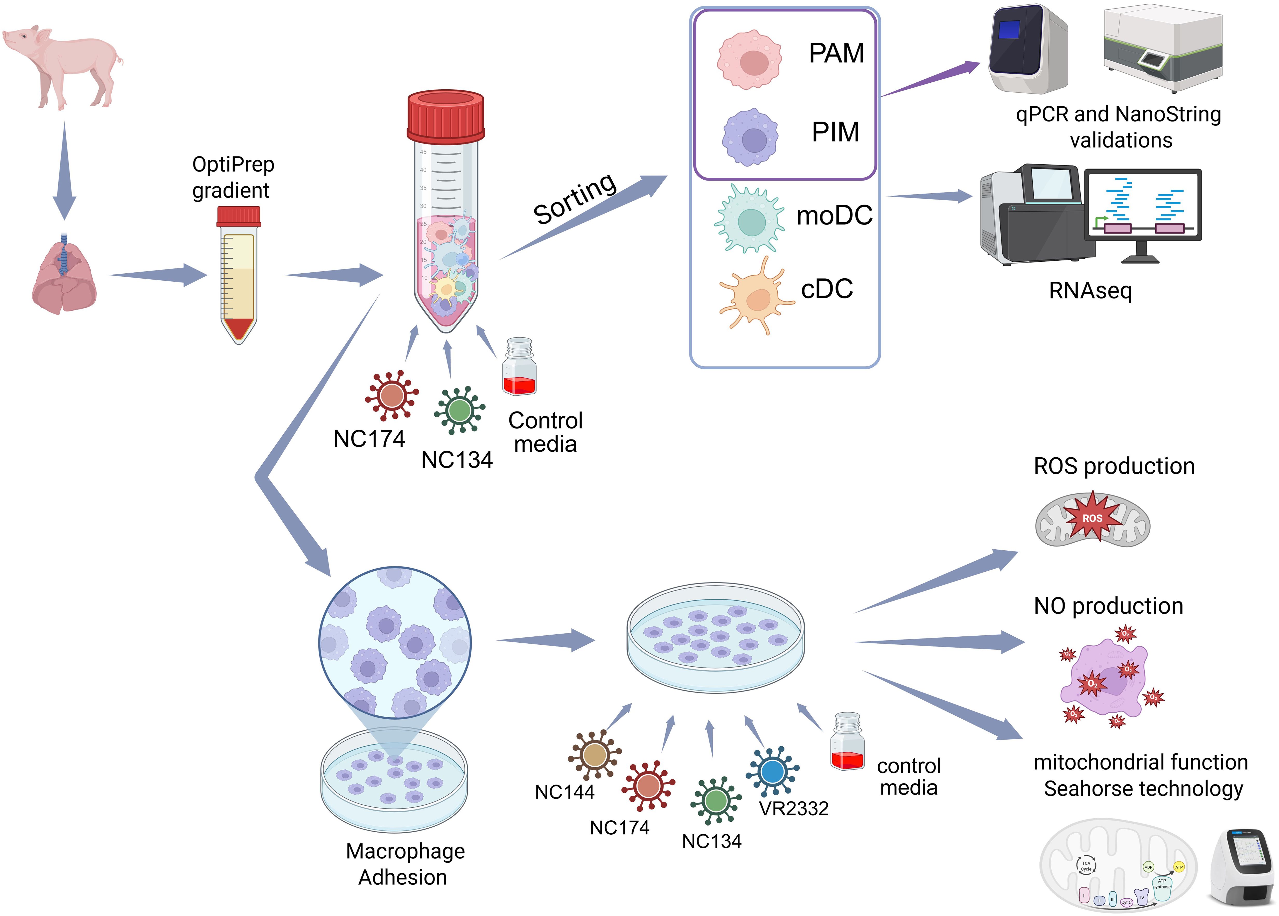 Diagram depicting the process of sorting pig lung cells using an OptiPrep gradient into different cell types: PAM, PIM, moDC, and cDC. Cells undergo RNAseq and qPCR validation. Post-sorting, cells are tested in control media or with strains NC174 and NC134. Macrophage adhesion is examined, followed by ROS and NO production assessments, and mitochondrial function analysis using Seahorse technology.