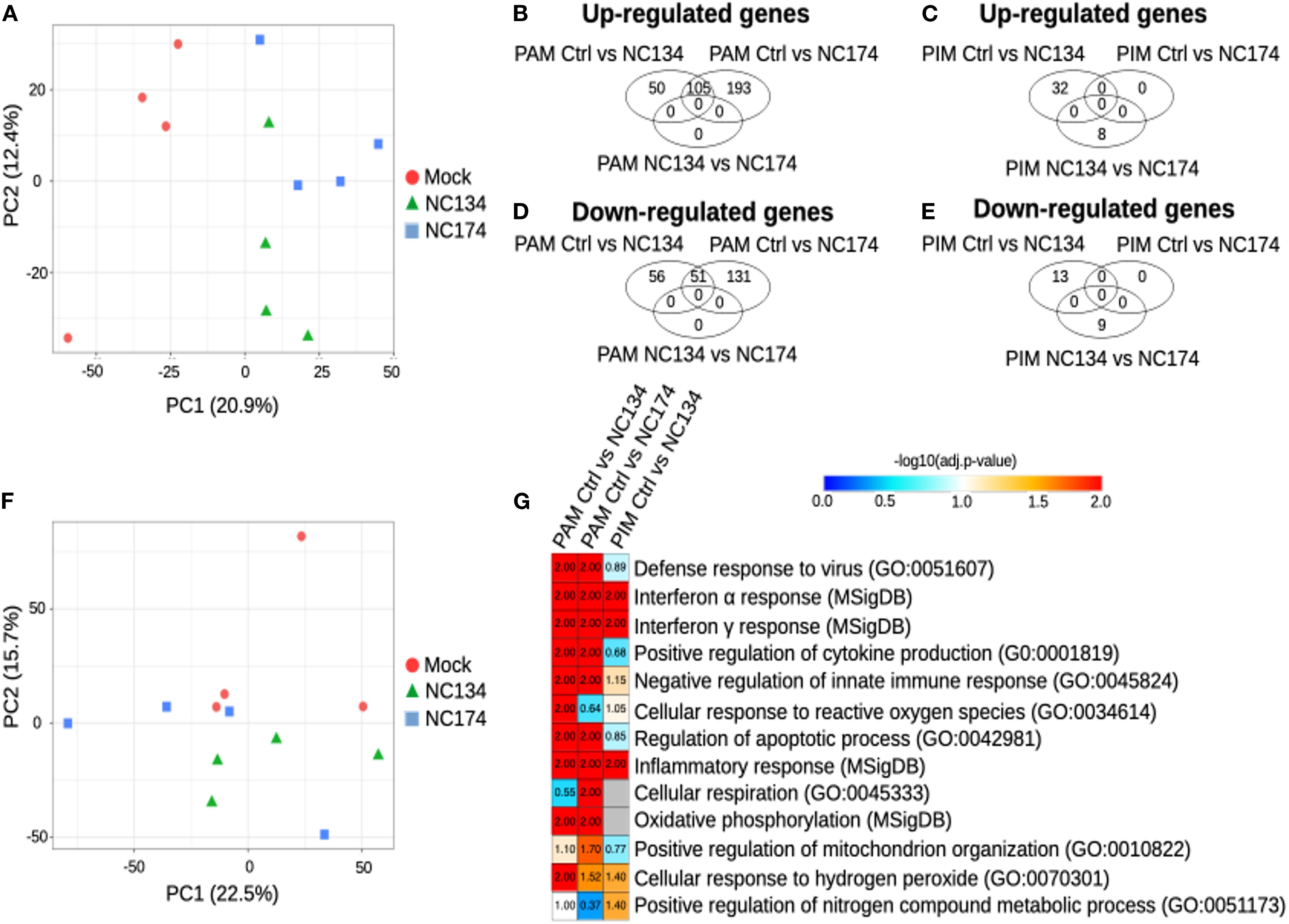 Scatter plots and Venn diagrams illustrate gene expression data. Plot A and Plot F display PCA results for Mock, NC134, and NC174 samples. Venn diagrams (B-E) show up-regulated and down-regulated genes comparisons. Heatmap G visualizes -log10 adjusted p-values for various biological processes.