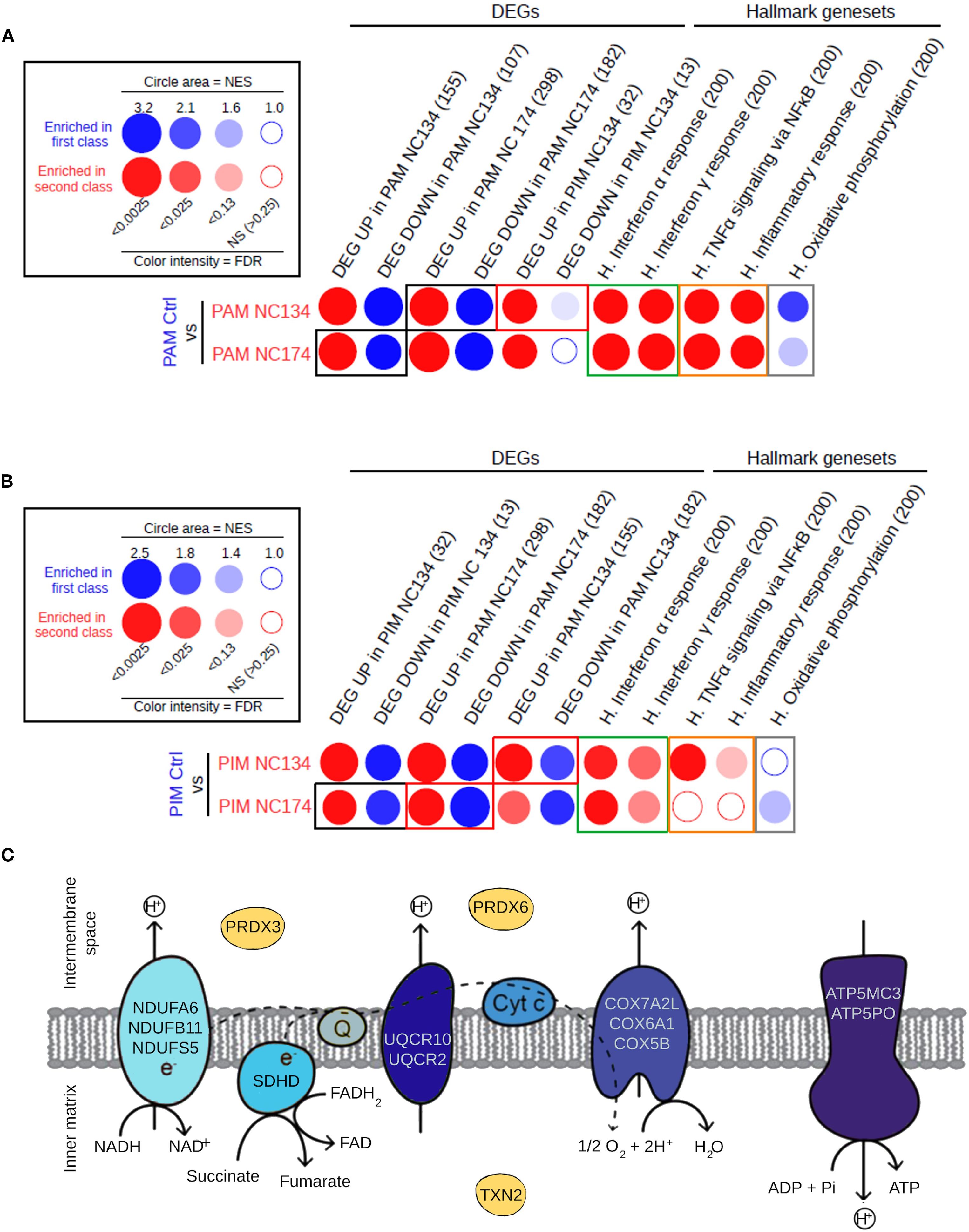 Three panels show comparative analyses and biochemical pathways. Panel A and B depict bubble plots comparing differentially expressed genes (DEGs) and hallmark gene sets in PAM conditions versus controls. Circles represent enrichment with varying sizes indicating normal enrichment score (NES) and colors showing false discovery rate (FDR) intensity. Panel C illustrates a mitochondrial electron transport chain diagram with key complexes and proteins involved in oxidative phosphorylation. Components like NDUFA6, UQCR10, and COX7A2L are labeled, with electron transport paths and the production of ATP from ADP and phosphate shown.
