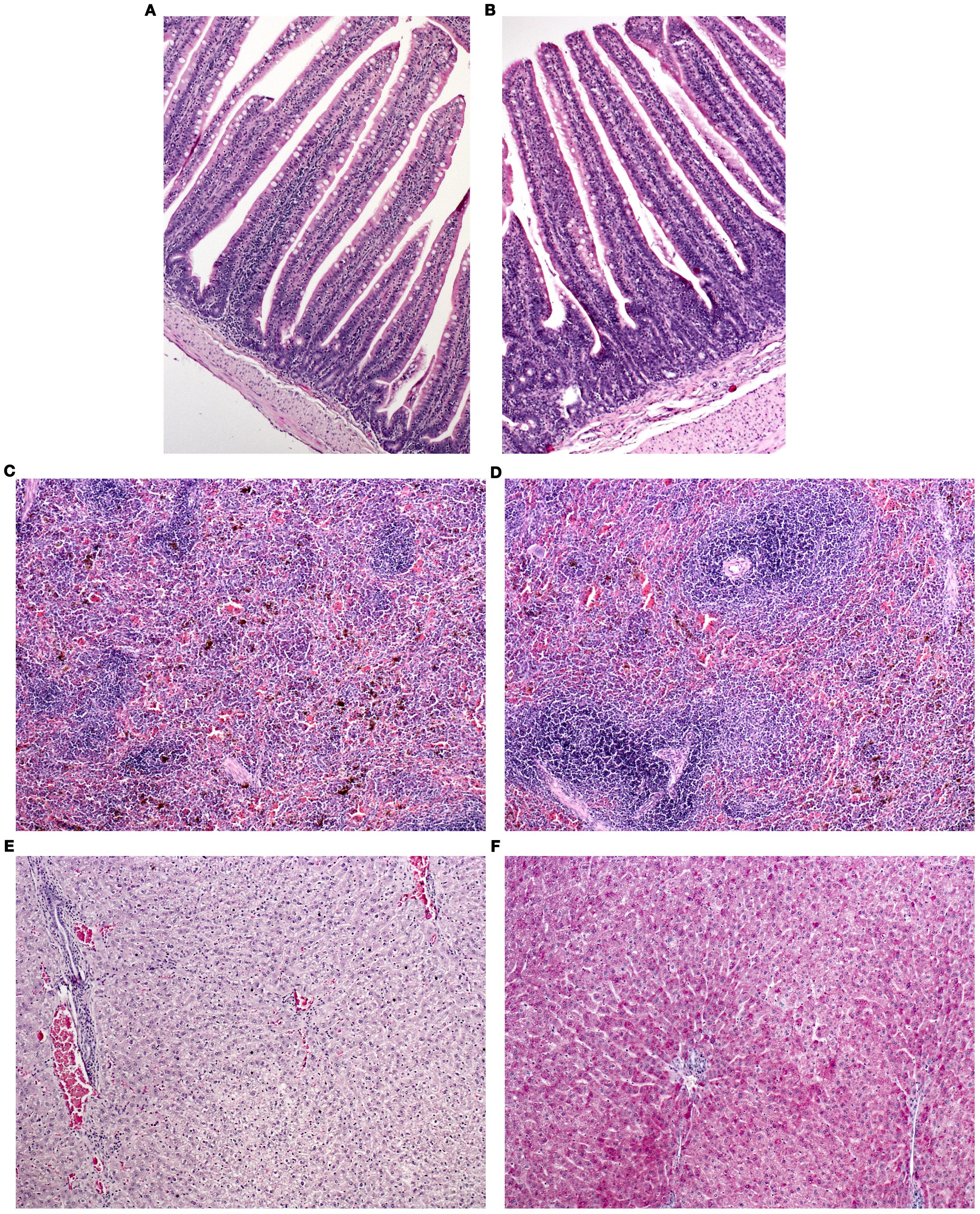 Microscopic images showing different tissue samples. The upper row displays cross-sections of intestinal tissue with long, finger-like villi structures, stained in purple. The middle row depicts more complex tissue patterns with dense cellular structures, possibly representing lymphoid tissues or glands. The bottom row shows liver tissue with a regular pattern of hexagonal liver lobules and distinct cellular outlines. The staining highlights cellular and structural details in varying shades of purple and pink.