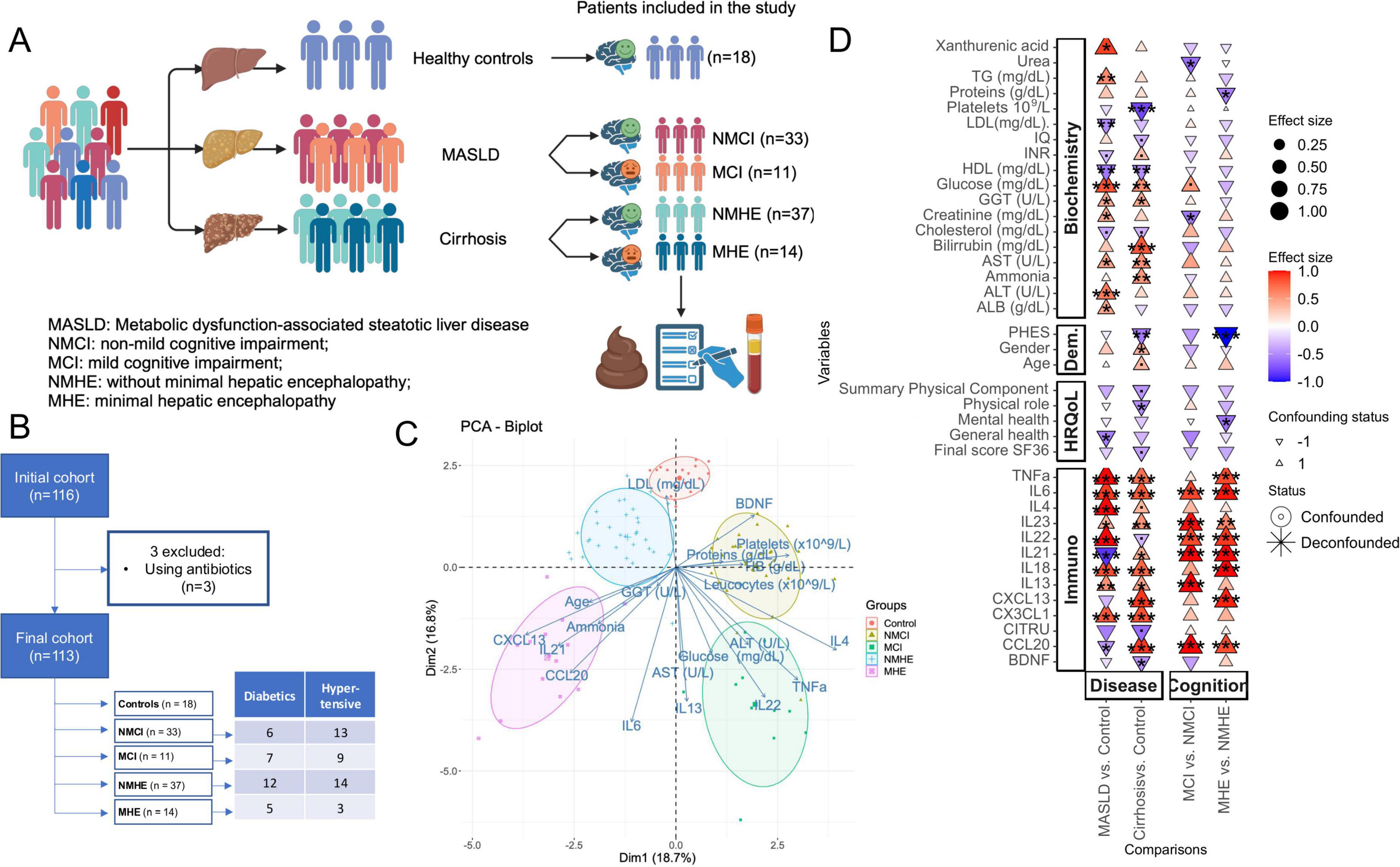 Diagram illustrating a study on metabolic dysfunction-associated steatohepatitis and cognitive impairment. Panel A shows participant groups: healthy, MASLD, cirrhosis; with subgroups NMCI, MCI, NMHE, MHE. Panel B details cohort selection, initial 116, final 113 after exclusions. Panel C is a PCA biplot with immunological, biochemical and demographic variables (like LDL, Age, Ammonia and BDNF). Panel D displays variable effect sizes across biochemistry, demography, HRQoL, immunity, comparing disease and cognition.