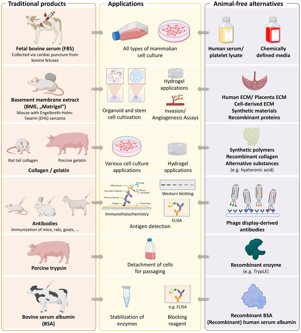 Comparison chart showing traditional products, applications, and animal-free alternatives in scientific research. Traditional products include fetal bovine serum, basement membrane extract, collagen/gelatin, antibodies, porcine trypsin, and bovine serum albumin. Applications cover cell culture, organoid cultivation, antigen detection, and enzyme stabilization. Animal-free alternatives feature human serum, synthetic materials, recombinant proteins, and enzymes like TrypLE. The chart emphasizes the transition from animal-derived products to sustainable alternatives for various lab processes.