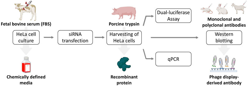 Flowchart depicting HeLa cell culture using fetal bovine serum or chemically defined media, followed by siRNA transfection and harvesting. Processes include use of recombinant detachment protein instead of porcine trypsin, dual-luciferase assay, and qPCR. Additional steps involve replacement of monoclonal and polyclonal antibodies by page display-derived antibodies for Western blotting.