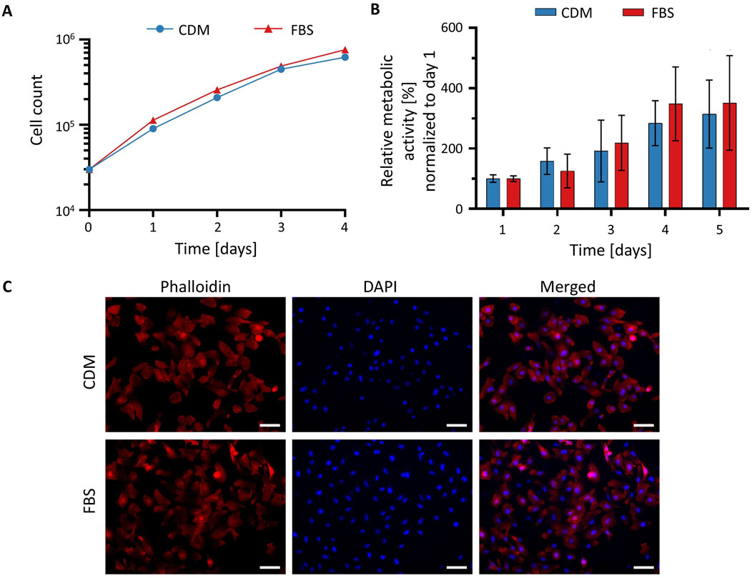 Figure with three panels. Panel A shows a line graph of cell count over four days, comparing CDM (blue circles) and FBS (red triangles), both showing similar upward trends. Panel B displays a bar graph of relative metabolic activity over five days, with CDM (blue) and FBS (red) bars showing a similar increase under both conditions. Panel C presents fluorescent microscopy images of cells stained with Phalloidin (red) and DAPI (blue), comparing CDM and FBS conditions. Merged images show a similar pattern of cell morphology and distribution in both conditions.