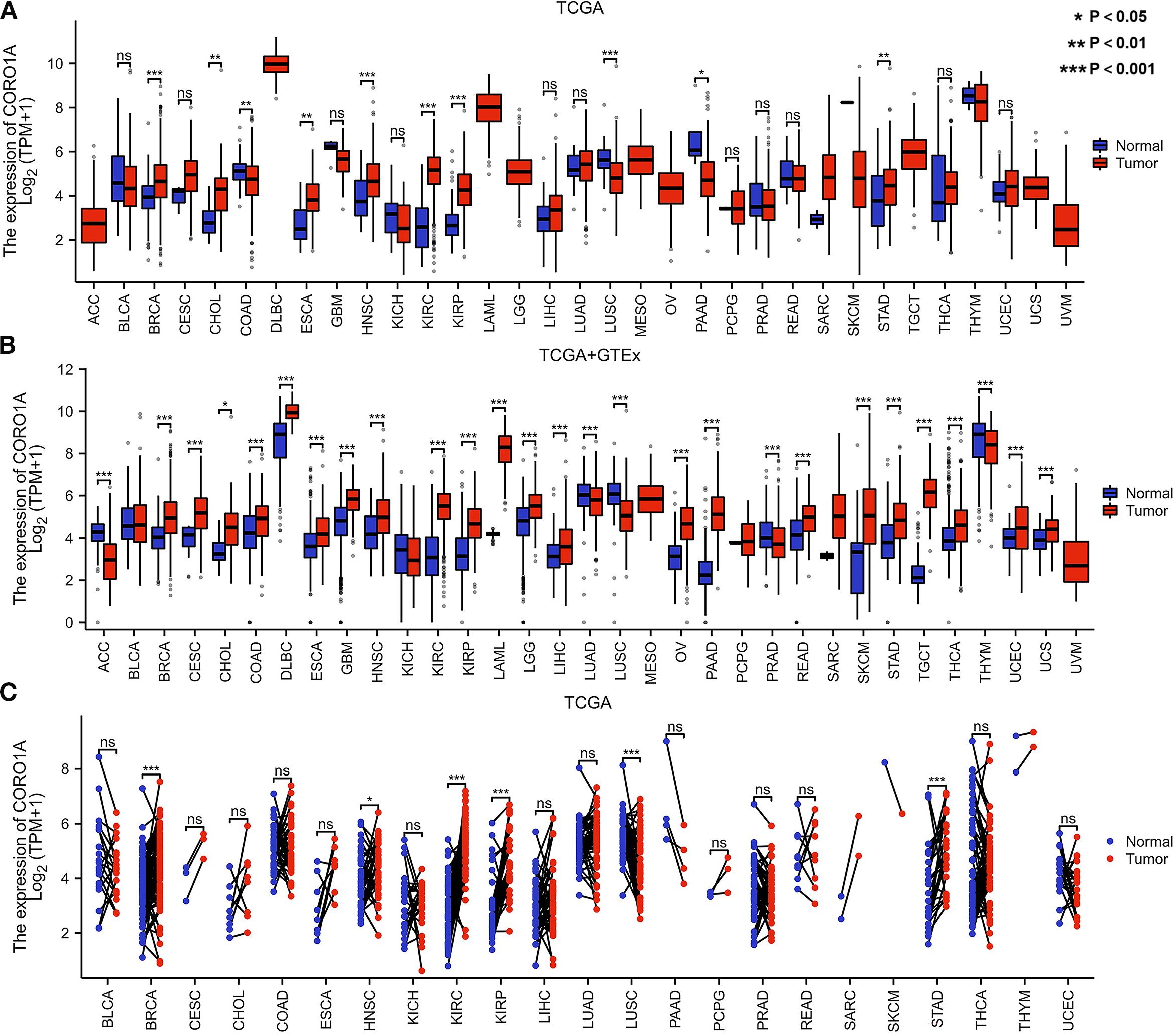Box plots comparing CORO1A gene expression in normal and tumor tissues across various cancer types. Panel A shows TCGA data, Panel B combines TCGA and GTEx data, while Panel C compares individual paired samples from TCGA. Red represents tumor tissues and blue represents normal tissues. Significance is marked with asterisks, where ns denotes not significant, a single asterisk for p less than 0.05, two for p less than 0.01, and three for p less than 0.001. The x-axis lists cancer types and the y-axis shows log2 TPM values.
