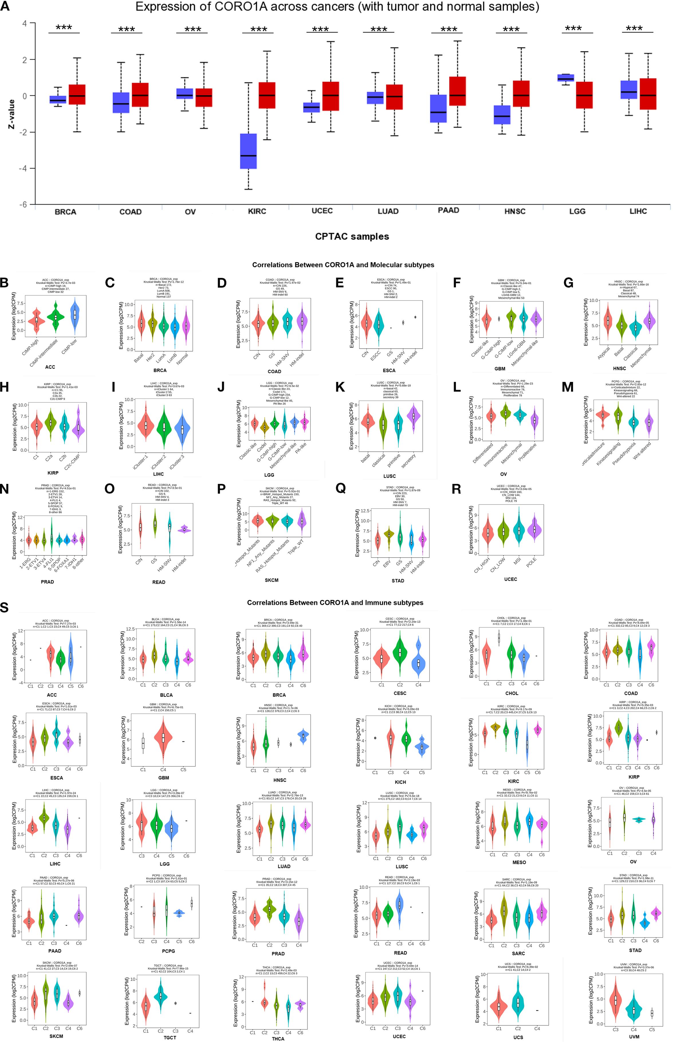 Box and violin plots display CORO1A expression across various cancer and normal samples. Panel A features box plots comparing expression in tumor (red) and normal (blue) samples for different cancer types, indicating significant differences marked by asterisks. Panels B to R show violin plots of CORO1A expression correlated with various molecular subtypes across different cancers. Panel S illustrates correlations between CORO1A expression and immune subtypes across multiple cancers, using distinct color coding for each subtype. The plots provide a visual comparison of expression levels across diverse conditions and parameters.