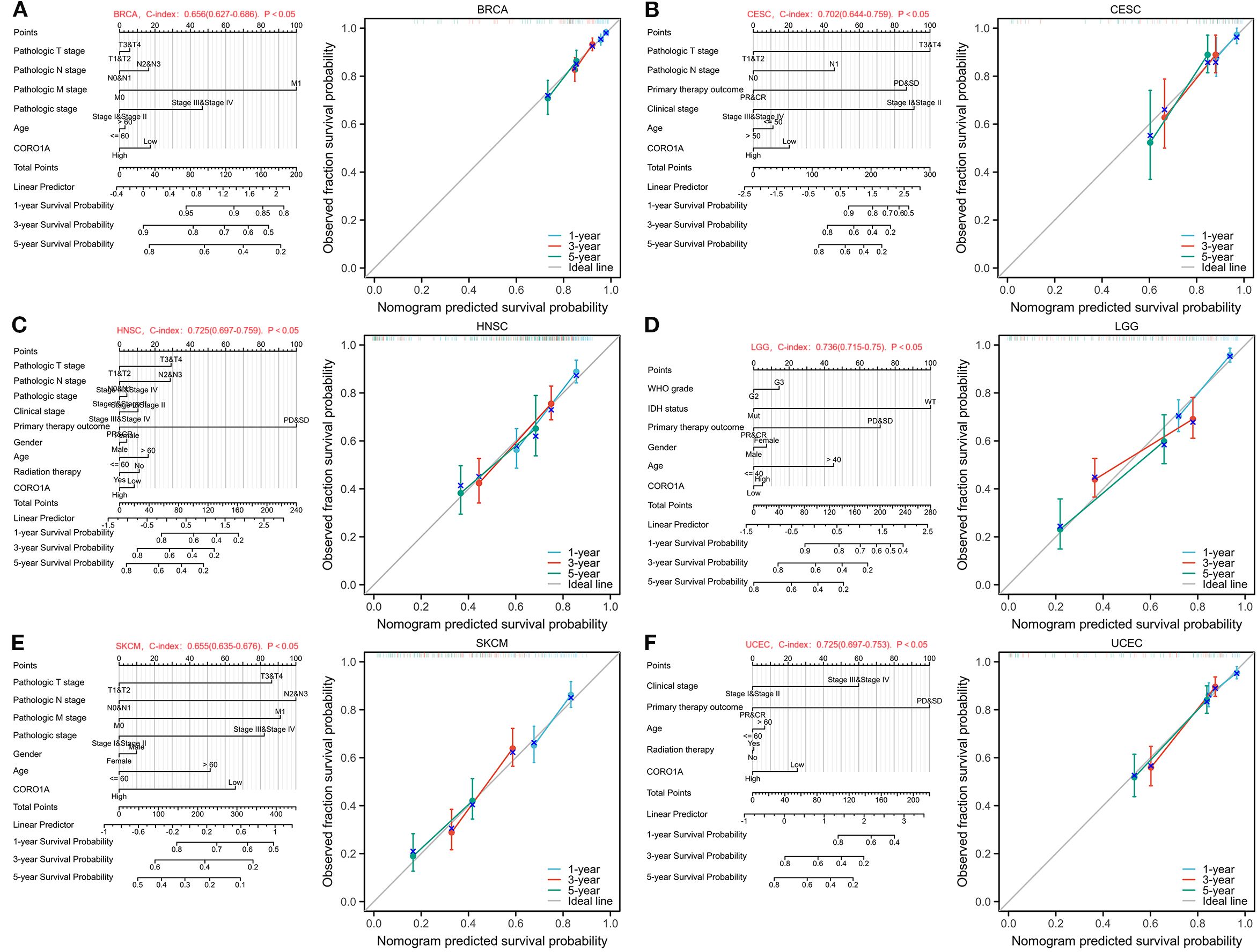 Combined image of six nomograms and calibration plots labeled A to F for different cancer types: BRCA, CESC, HNSC, LGG, SKCM, and UCEC. Each nomogram shows factors like stages and age affecting predicted survival probabilities. Calibration plots compare observed versus predicted survival probabilities at 1, 3, and 5 years, with observed points aligning close to the ideal line in varying degrees across cancer types. C-indices and significance levels are annotated.