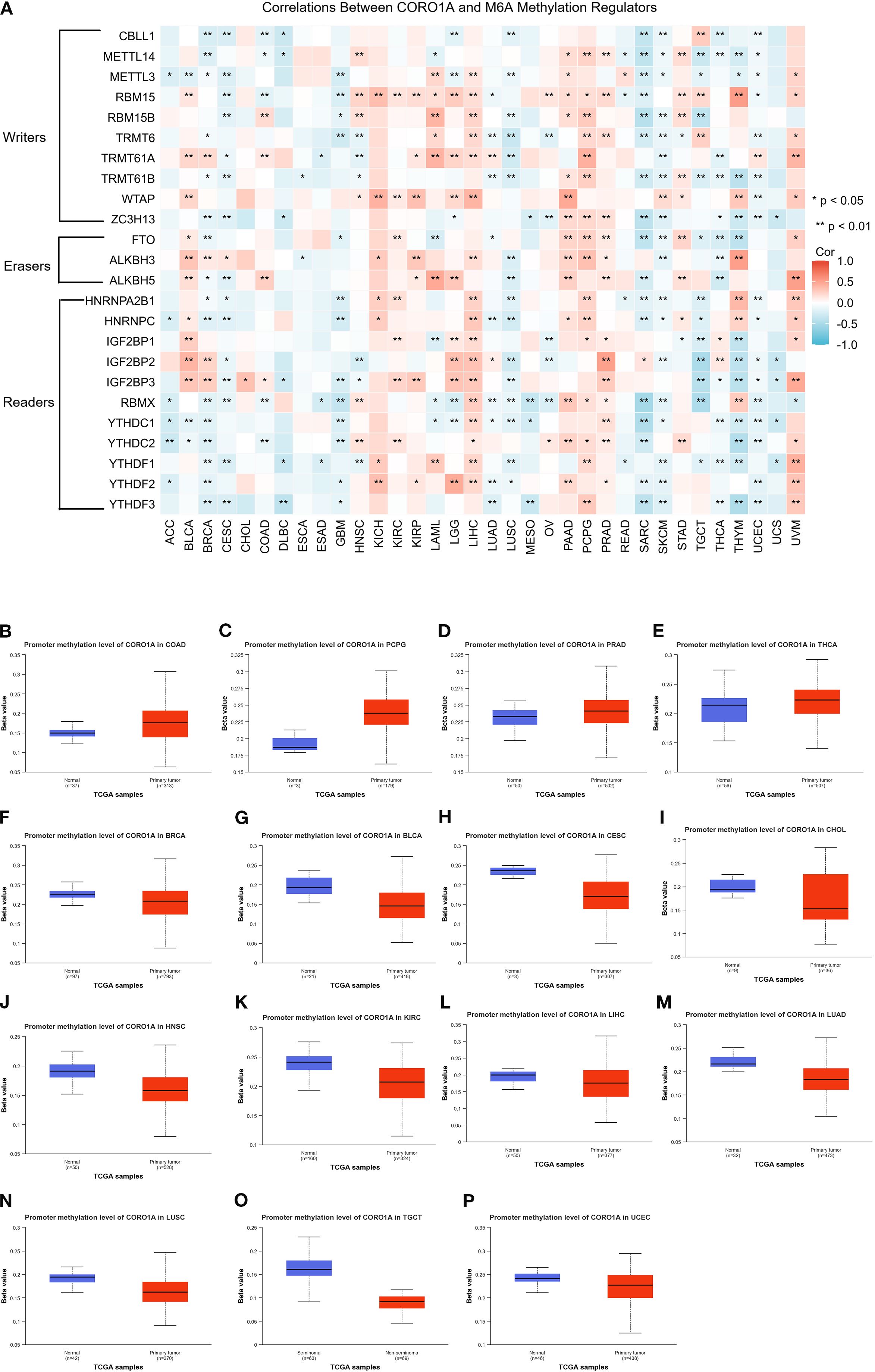 Correlation heatmap and box plots.   A: Heatmap shows correlations between CORO1A and M6A methylation regulators. Colors range from blue (negative correlation) to red (positive correlation) with significance levels indicated.   B-P: Box plots display promoter methylation levels of CORO1A across various cancer types from TCGA samples. Each plot compares normal and primary tumor samples with beta value measurements.
