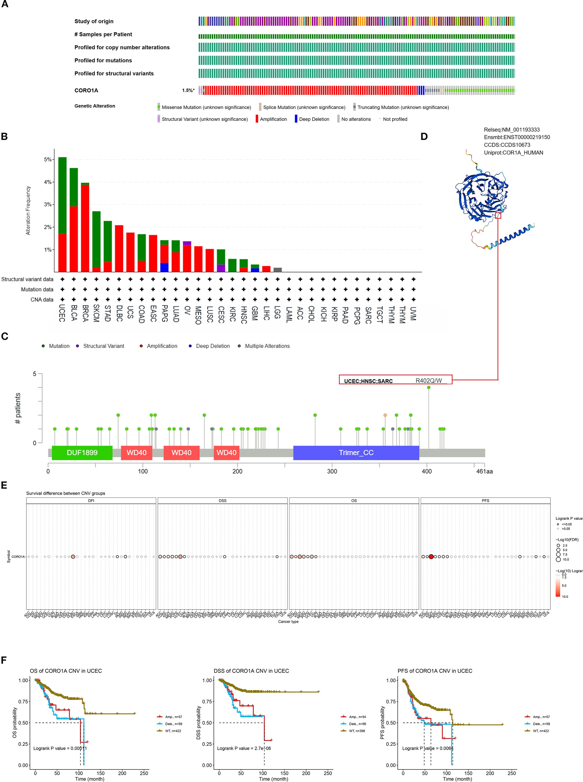 Composite image of a scientific study analyzing CORO1A gene alterations. Panel A shows a summary of sample profiling. Panel B presents alteration frequency in various conditions. Panel C provides a chart of mutation types. Panel D displays a protein structure. Panel E illustrates survival differences between copy number variation (CNV) groups across cancer types. Panel F includes Kaplan-Meier survival curves for different CNV groups in uterine corpus endometrial carcinoma (UCEC), highlighting overall survival (OS), disease-specific survival (DSS), and progression-free survival (PFS) with associated log-rank p-values.