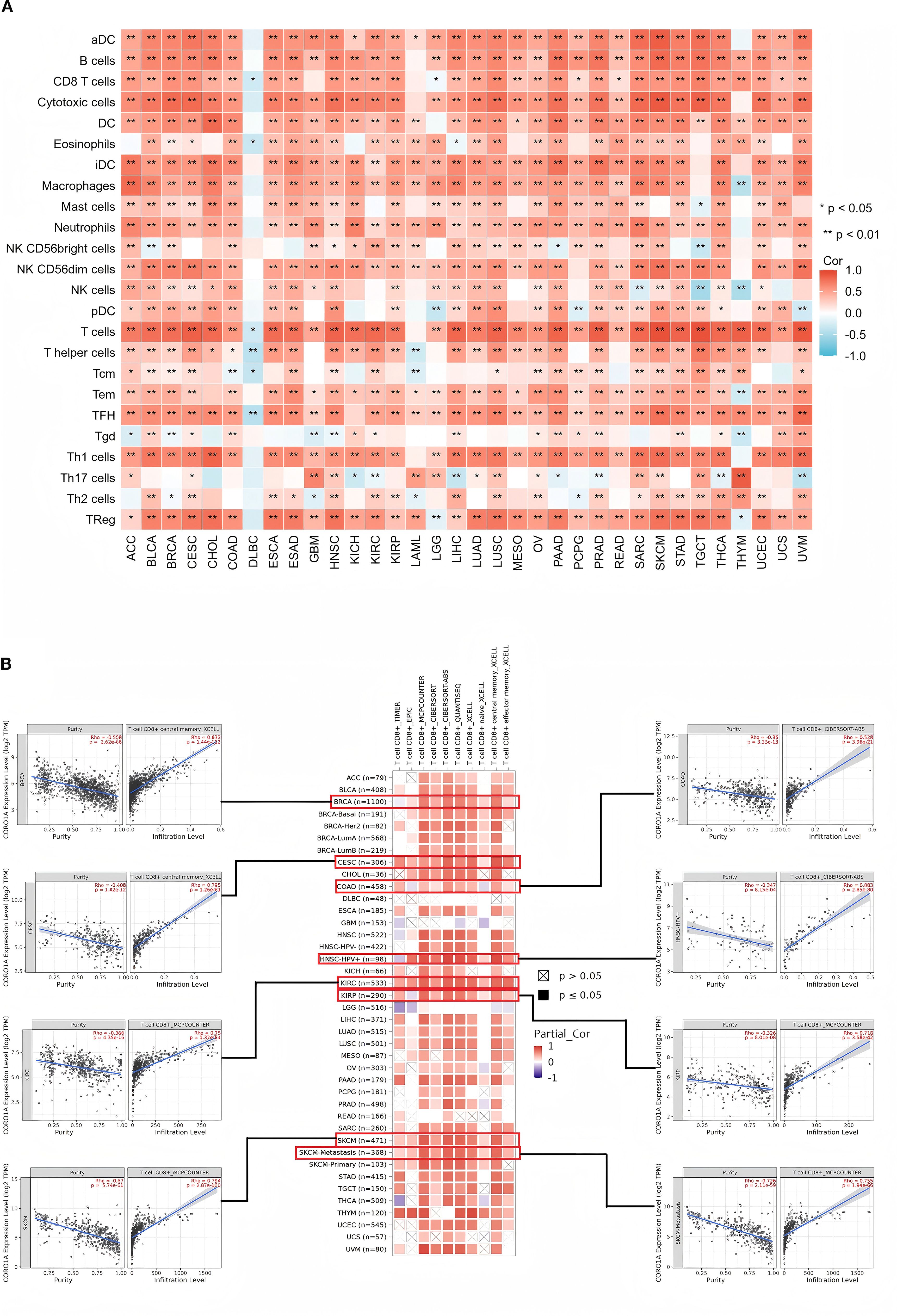 Heatmaps and scatter plots showing correlations between immune cell types and different cancer types. Panel A displays a correlation matrix with color gradients from red (positive correlation) to blue (negative correlation) and significance levels marked with asterisks. Panel B consists of scatter plots illustrating CD8A expression against purity and infiltration levels for various cancer types, alongside another heatmap highlighting significant correlations.