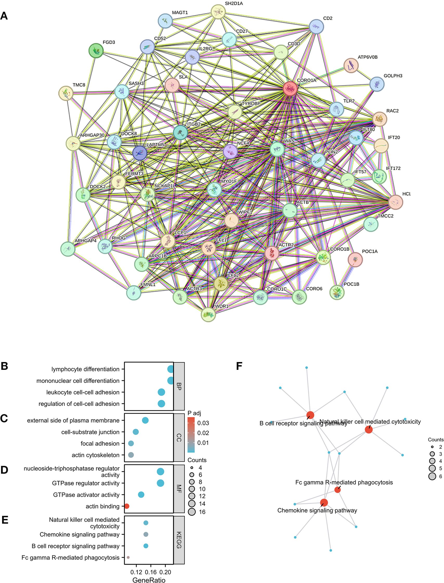 Network diagram and dot plots illustrate protein-protein interactions and gene enrichment analysis. Panel A shows a complex network of interacting proteins. Panels B to E present dot plots for biological processes, cellular components, molecular functions, and KEGG pathways, highlighting significant terms and gene ratios with color-coded p-values. Panel F shows a network summarizing significant pathways related to immune responses, with node size indicating counts.