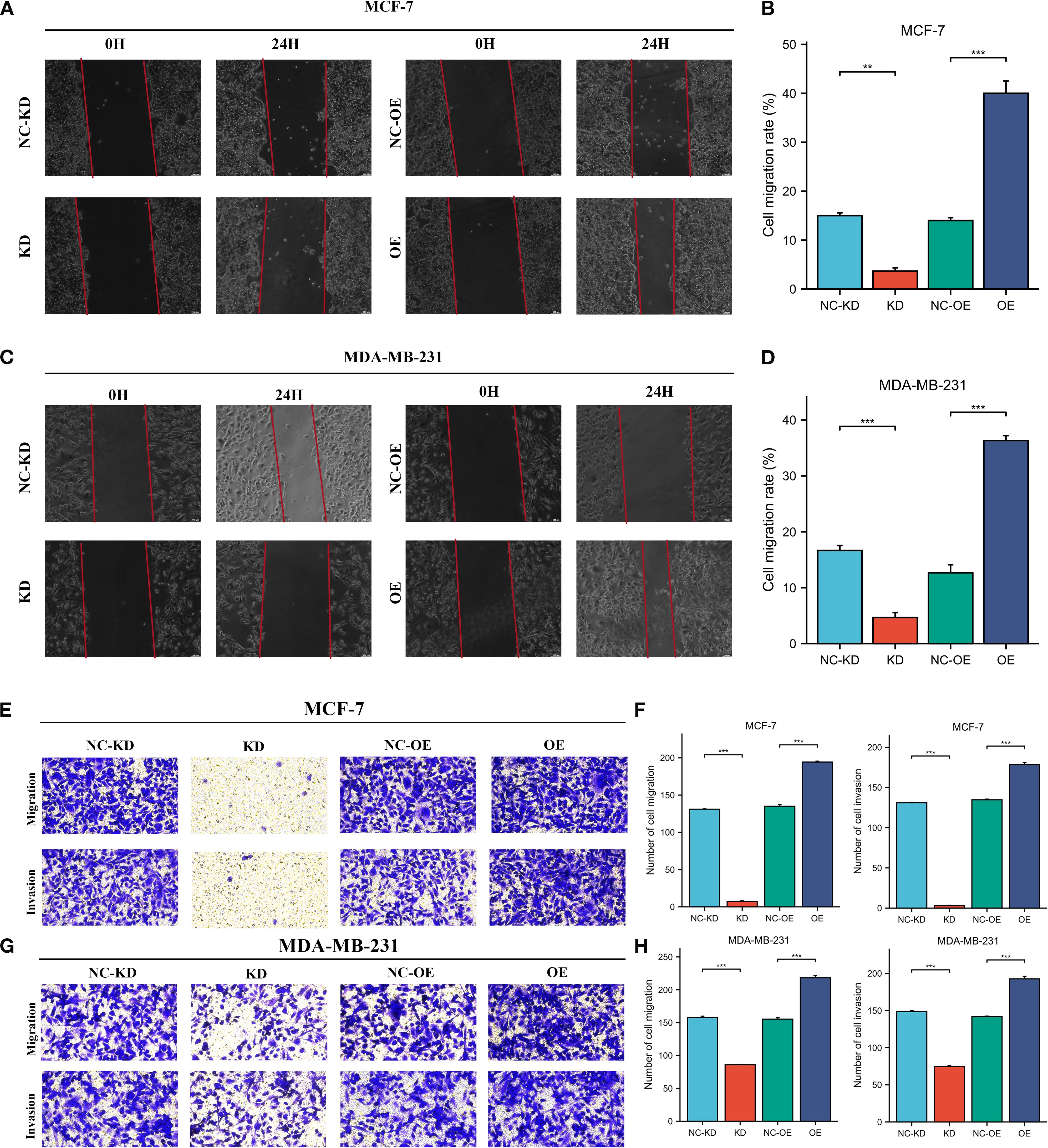 Panels A and C show scratch assays for cell migration in MCF-7 and MDA-MB-231 cells over time under different conditions, with NC-KD, KD, NC-OE, and OE labels. Panels B and D display bar graphs illustrating the cell migration rate as a percentage for these conditions in both cell lines. Panels E and G present images of cell migration and invasion assays stained in blue for the same conditions. Panels F and H feature bar graphs depicting the number of cell migrations and invasions for MCF-7 and MDA-MB-231 cells under the specified conditions.
