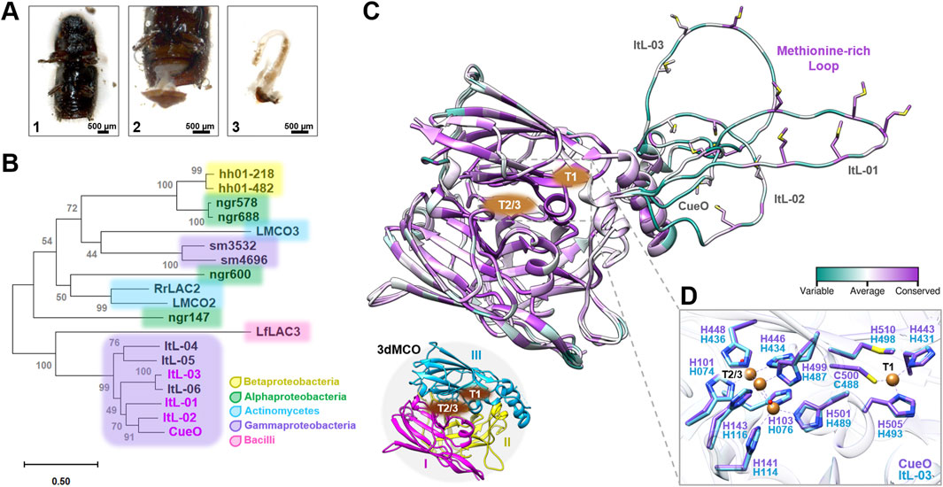 Composite image with four panels: (A) Images of a bark beetle and its intestine at 500 μm scale, labeled 1–3, illustrating the insect dissection process. (B) Phylogenetic tree showing protein relationships across different bacterial classes, color-coded; scale bar indicates evolutionary distance. (C) Protein structure with the methionine-rich loop highlighted, showing regions T1 and T2/3, with conservation color-coded from variable to conserved. (D) Close-up of copper-binding sites with key amino acids highlighted.