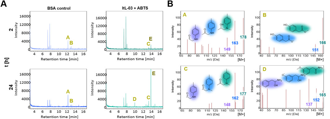 Two panels, A and B, depicting chromatograms and mass spectrometry data: (A) Chromatograms showing retention time versus intensity for BSA control and ItL-03 with ABTS at different time intervals, highlighting peaks A, B, C, D, and E. (B) Mass spectrometry spectra with marked peaks corresponding to compounds A, B, C, and D, showing intensity versus mass-to-charge ratios, with chemical structures illustrated next to their respective peaks.
