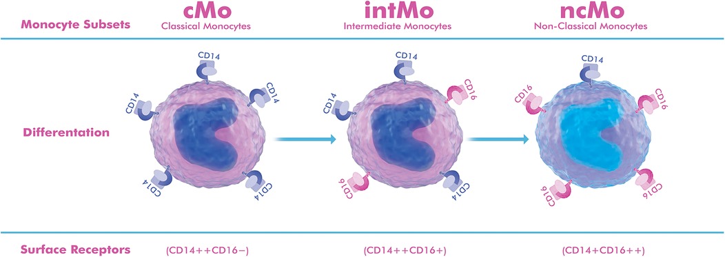 Diagram showing monocyte differentiation into three subsets: cMo (classical monocytes) with CD14++; intMo (intermediate monocytes) with CD14+CD16+; and ncMo (non-classical monocytes) with CD14+CD16++. Arrows indicate progression along with labeled surface receptors.