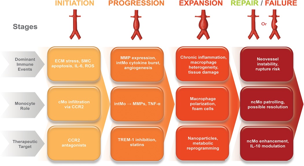 Flowchart illustrating the stages of a biological process: Initiation, Progression, Expansion, and Repair/Failure. It includes dominant immune events, monocyte roles, and therapeutic targets for each stage. Key terms include ECM stress, cytokine burst, chronic inflammation, and rupture risk. Therapeutic targets mention CCR2 antagonists and metabolic reprogramming.