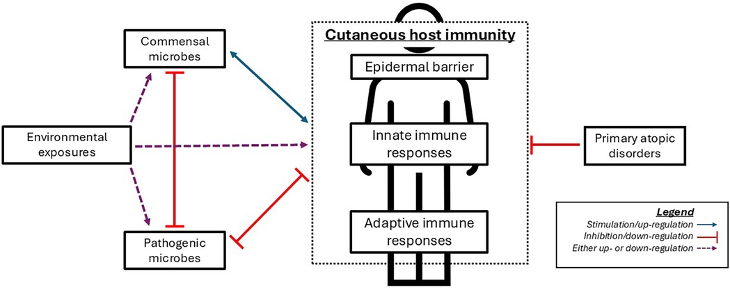 Diagram illustrating the interaction between environmental exposures, commensal microbes, pathogenic microbes, and cutaneous host immunity, which includes epidermal barrier, innate, and adaptive immune responses. It also shows the connection to primary atopic disorders. Arrows indicate stimulation (blue), inhibition (red), and either up- or down-regulation (dashed purple).